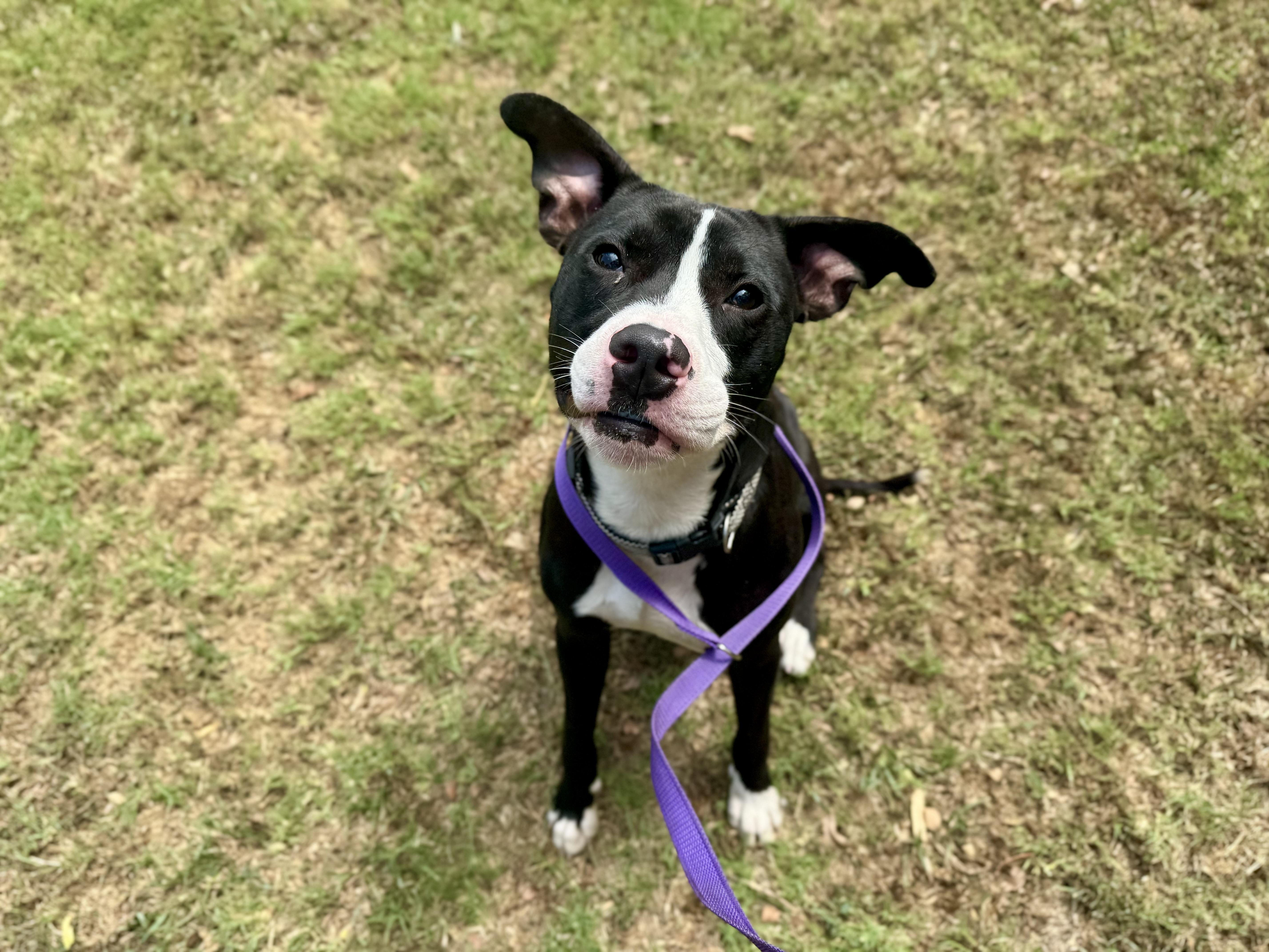 Enlarge Outfitter, a ADOPTABLE American Staffordshire Terrier in Sherman, TX image 1/6