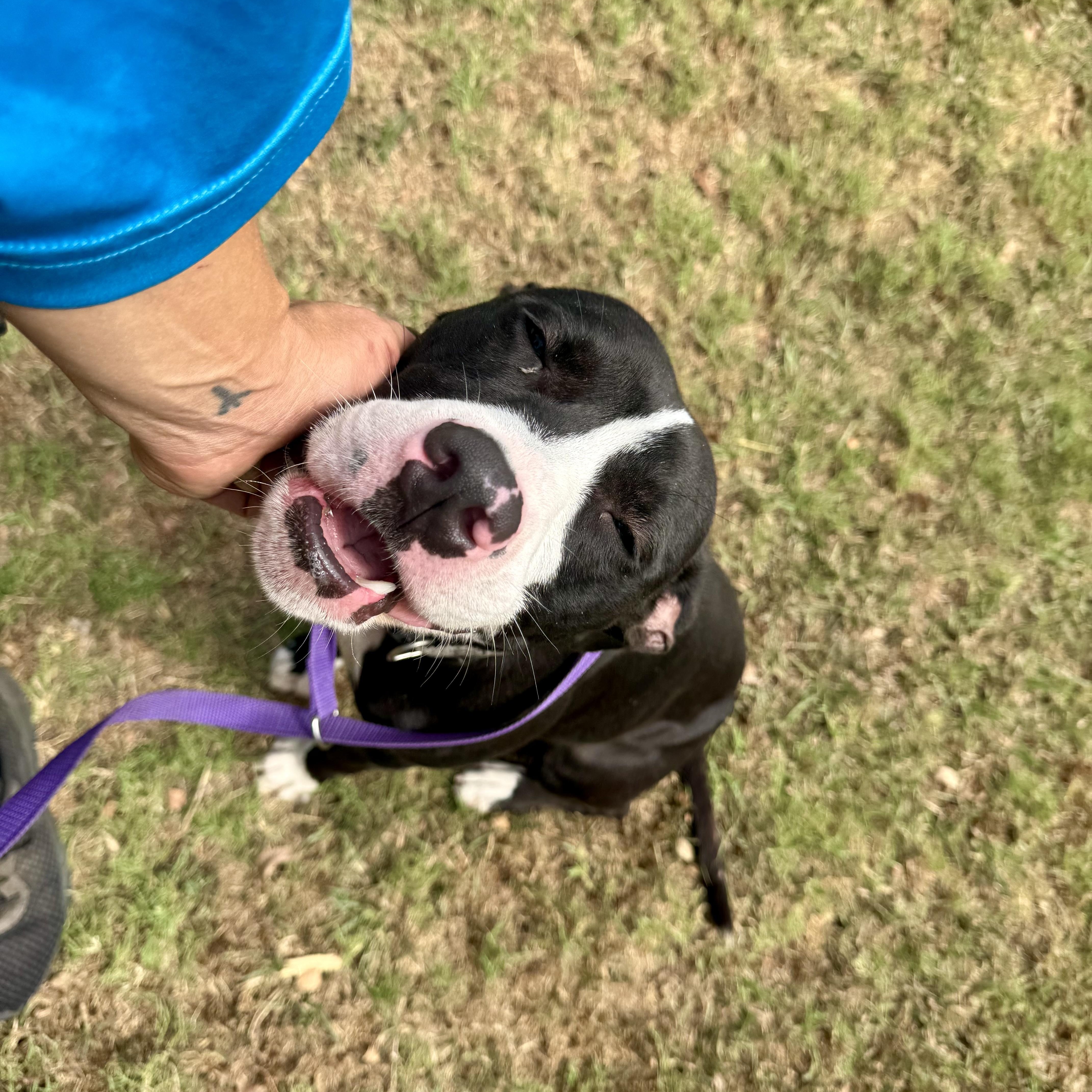 Enlarge Outfitter, a ADOPTABLE American Staffordshire Terrier in Sherman, TX image 2/6