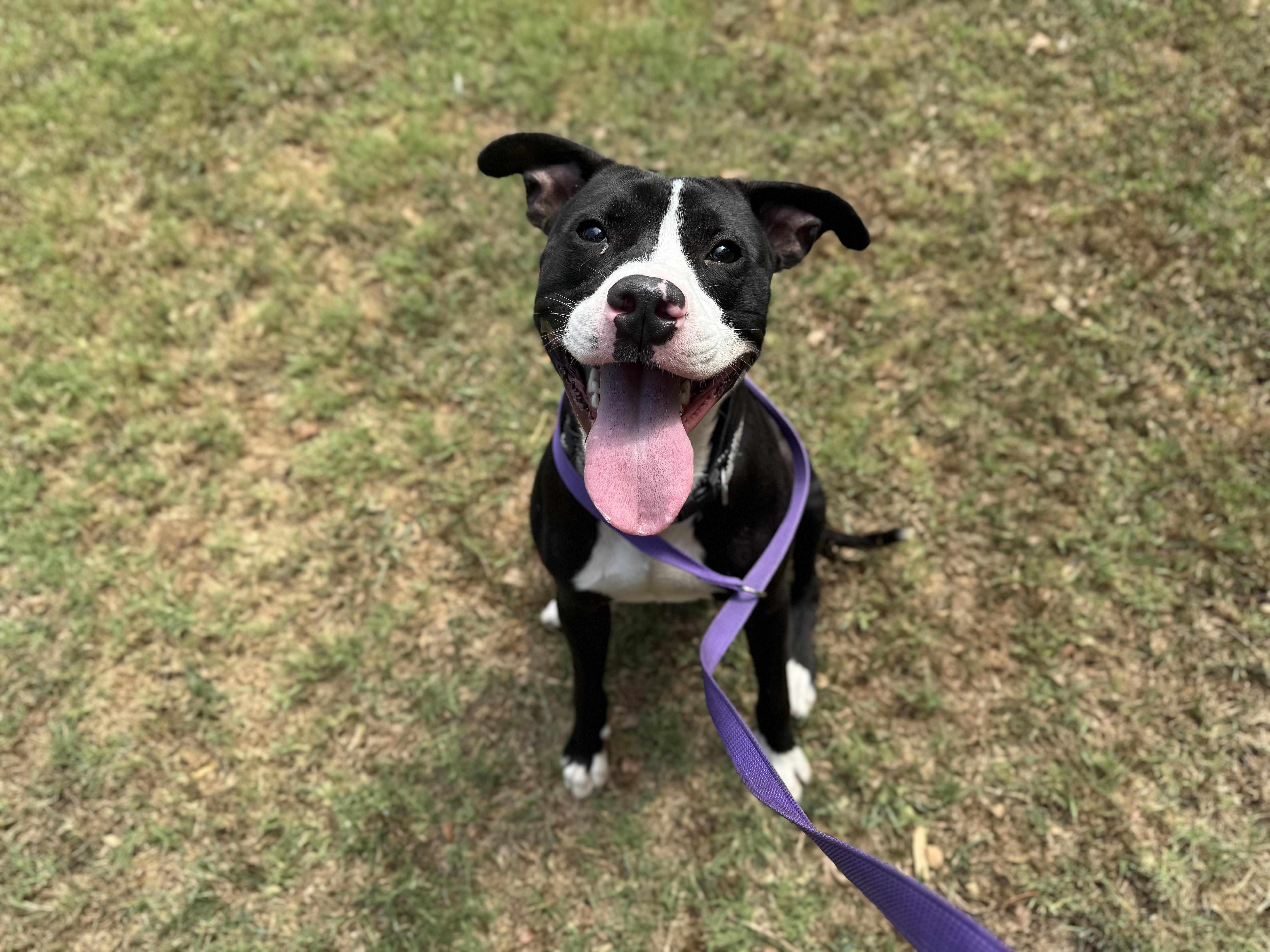 Enlarge Outfitter, a ADOPTABLE American Staffordshire Terrier in Sherman, TX image 6/6