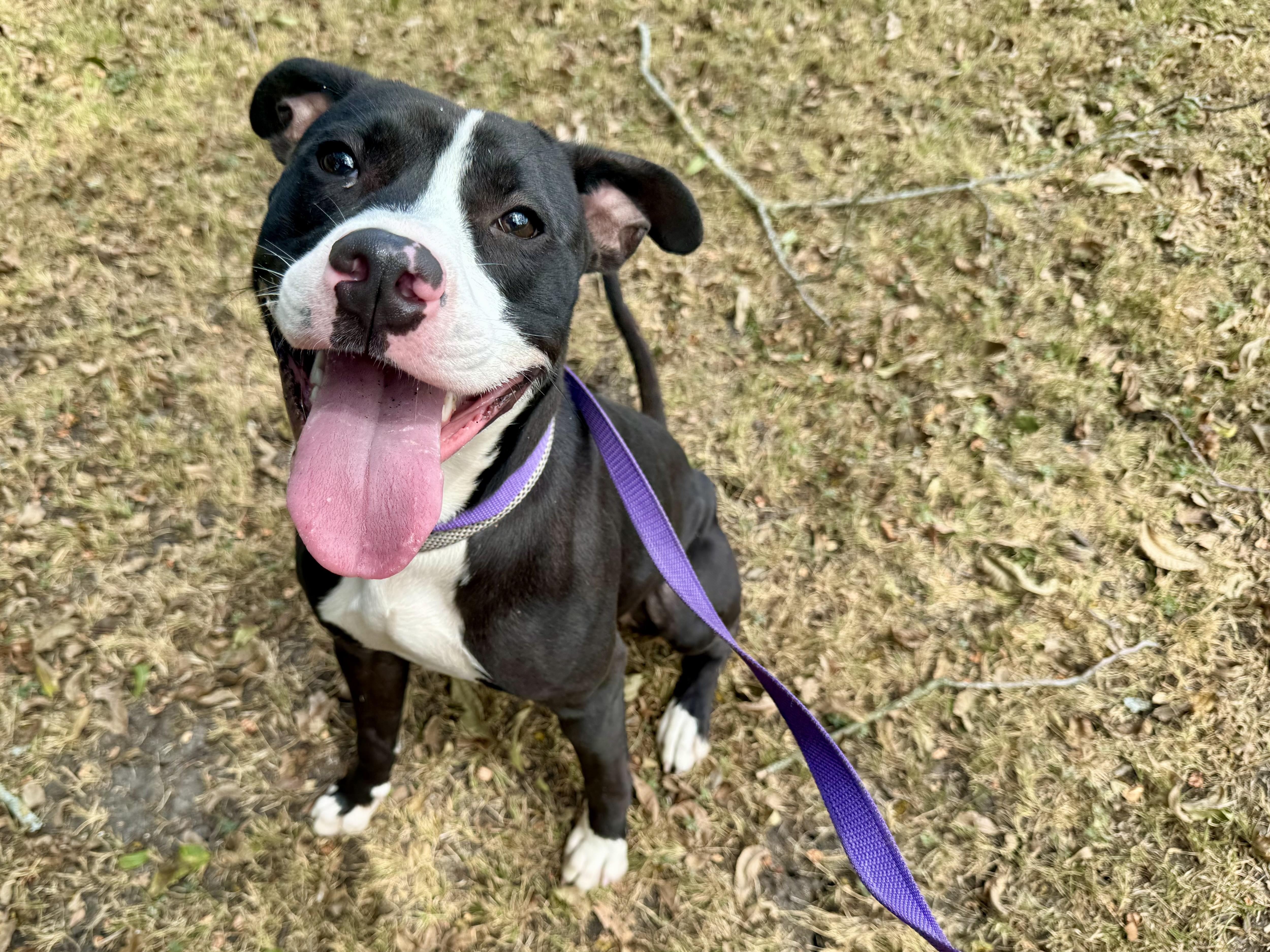 Enlarge Outfitter, a ADOPTABLE American Staffordshire Terrier in Sherman, TX image 4/6