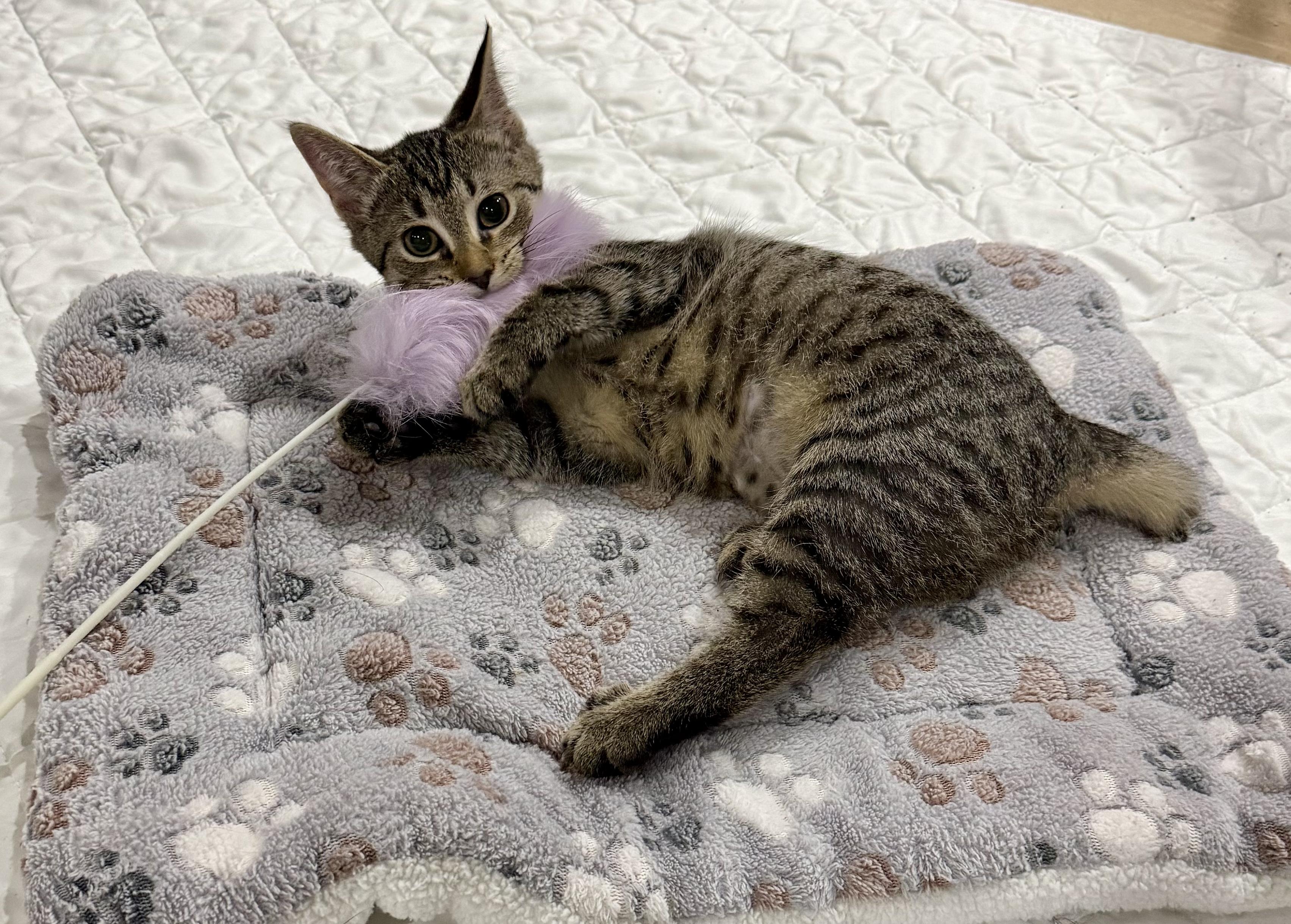Enlarge Josephina, a Adoptable Domestic Short Hair in Avon, OH image 3/3