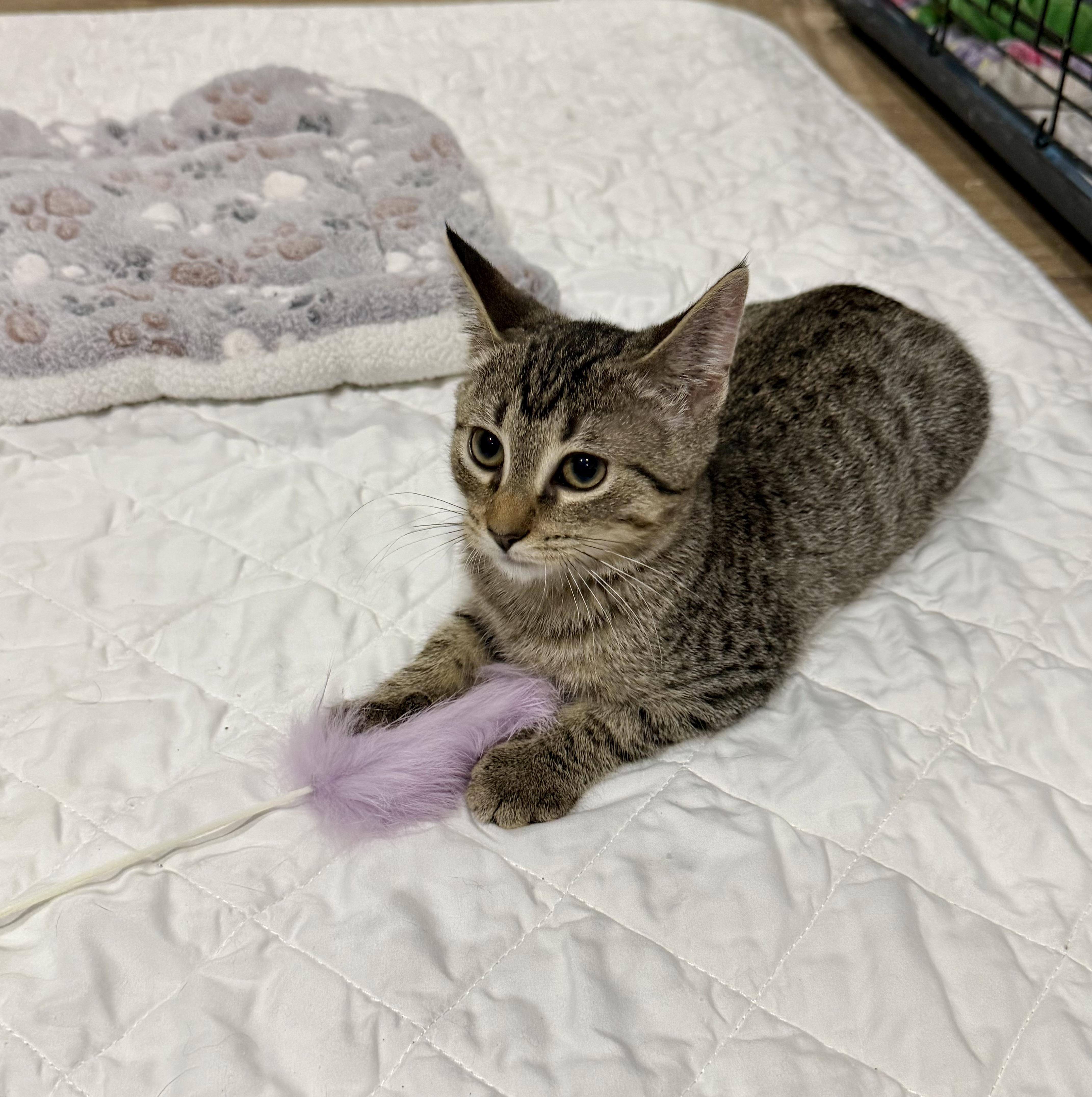 Enlarge Josephina, a Adoptable Domestic Short Hair in Avon, OH image 2/3