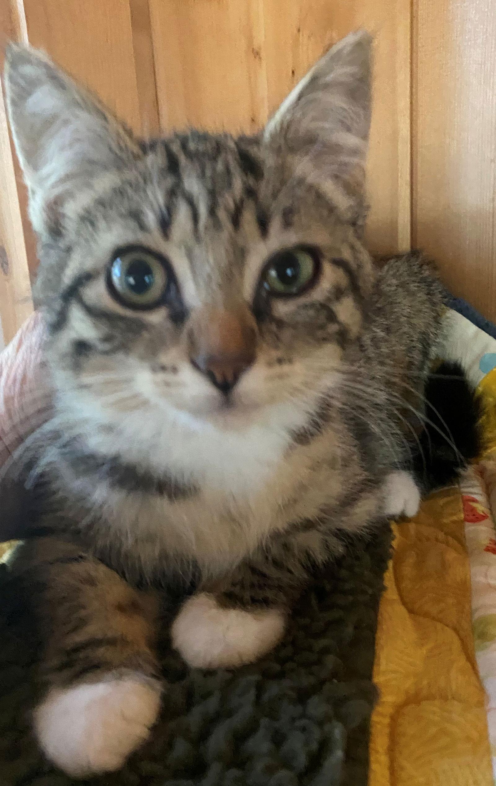 CLIFFORD needs a Buddy, Adopted, Young Male Domestic Short Hair.