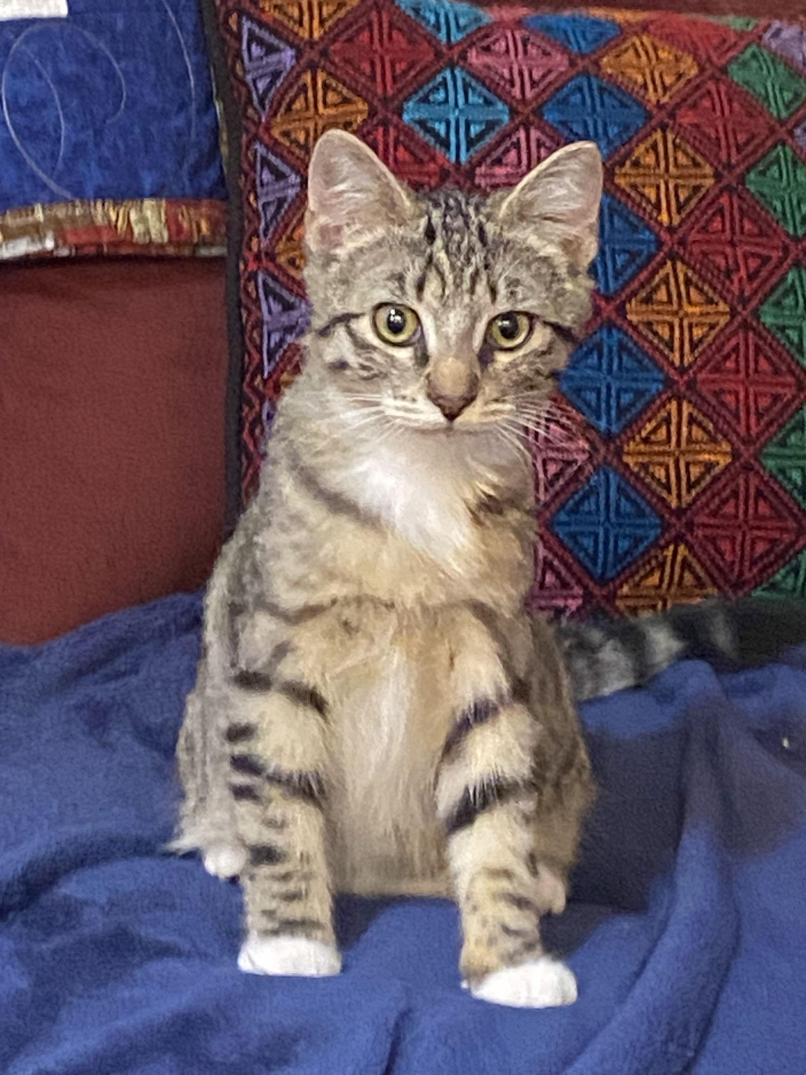 Enlarge CLIFFORD needs a Buddy, a Adopted Domestic Short Hair in Hillsboro, OR image 2/3