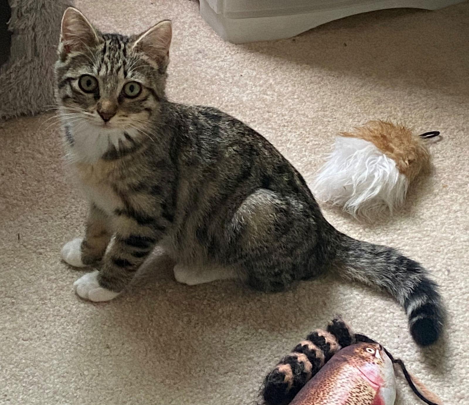 Enlarge CLIFFORD needs a Buddy, a Adopted Domestic Short Hair in Hillsboro, OR image 3/3