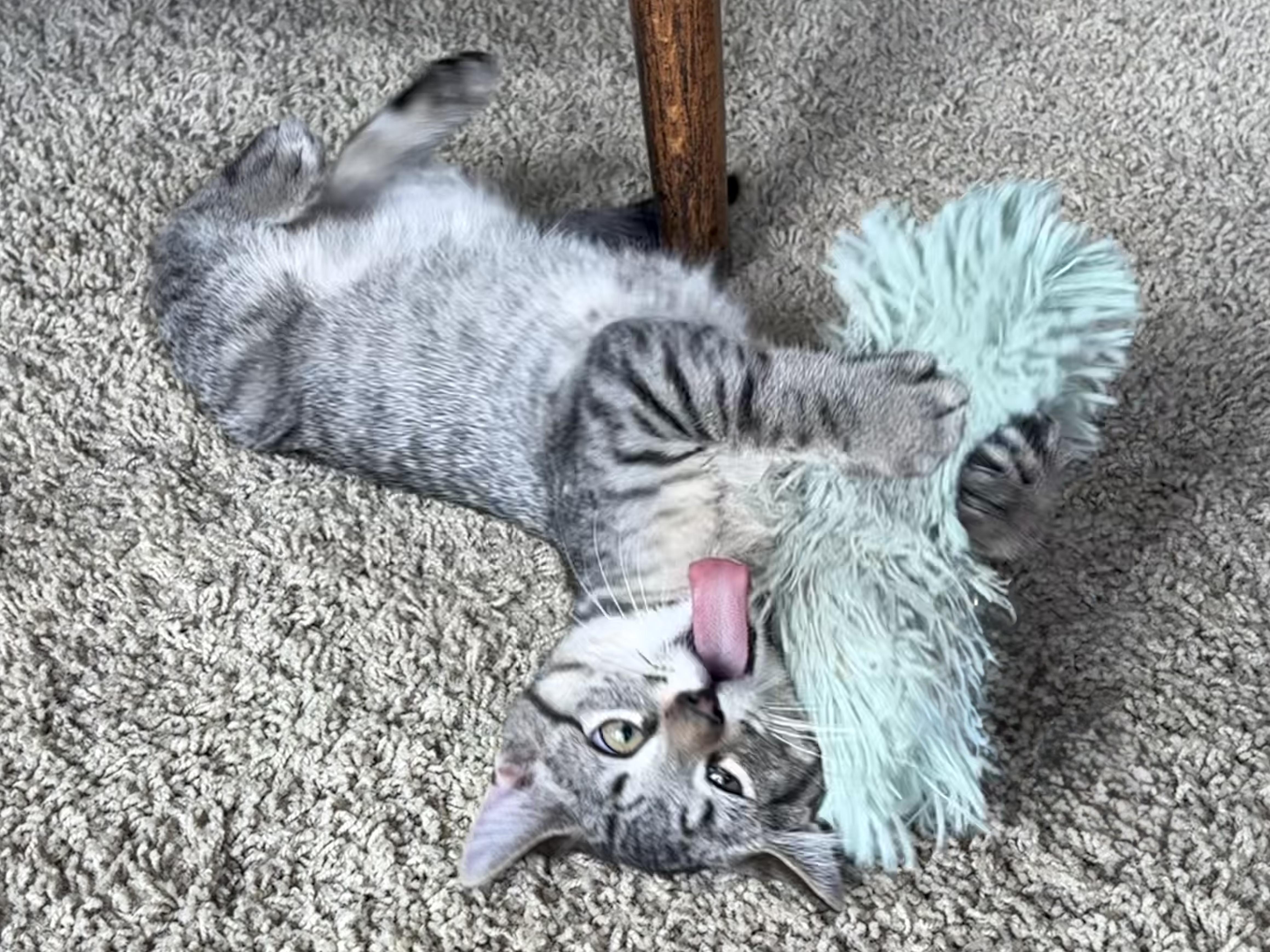 Enlarge San Juan - Road Warriors, a Adoptable Domestic Short Hair in Portland, OR image 1/4