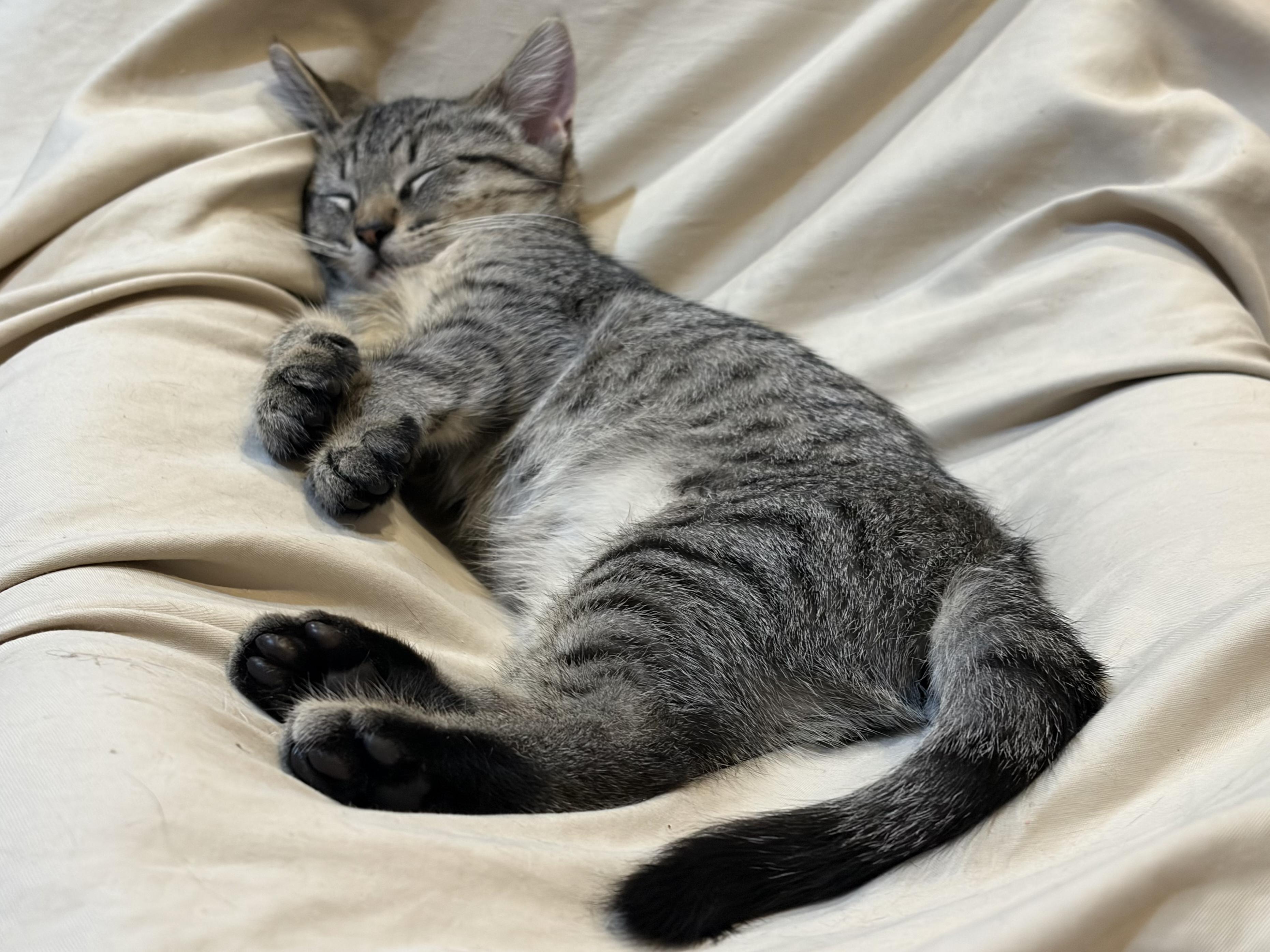 Enlarge San Juan - Road Warriors, a Adoptable Domestic Short Hair in Portland, OR image 3/4