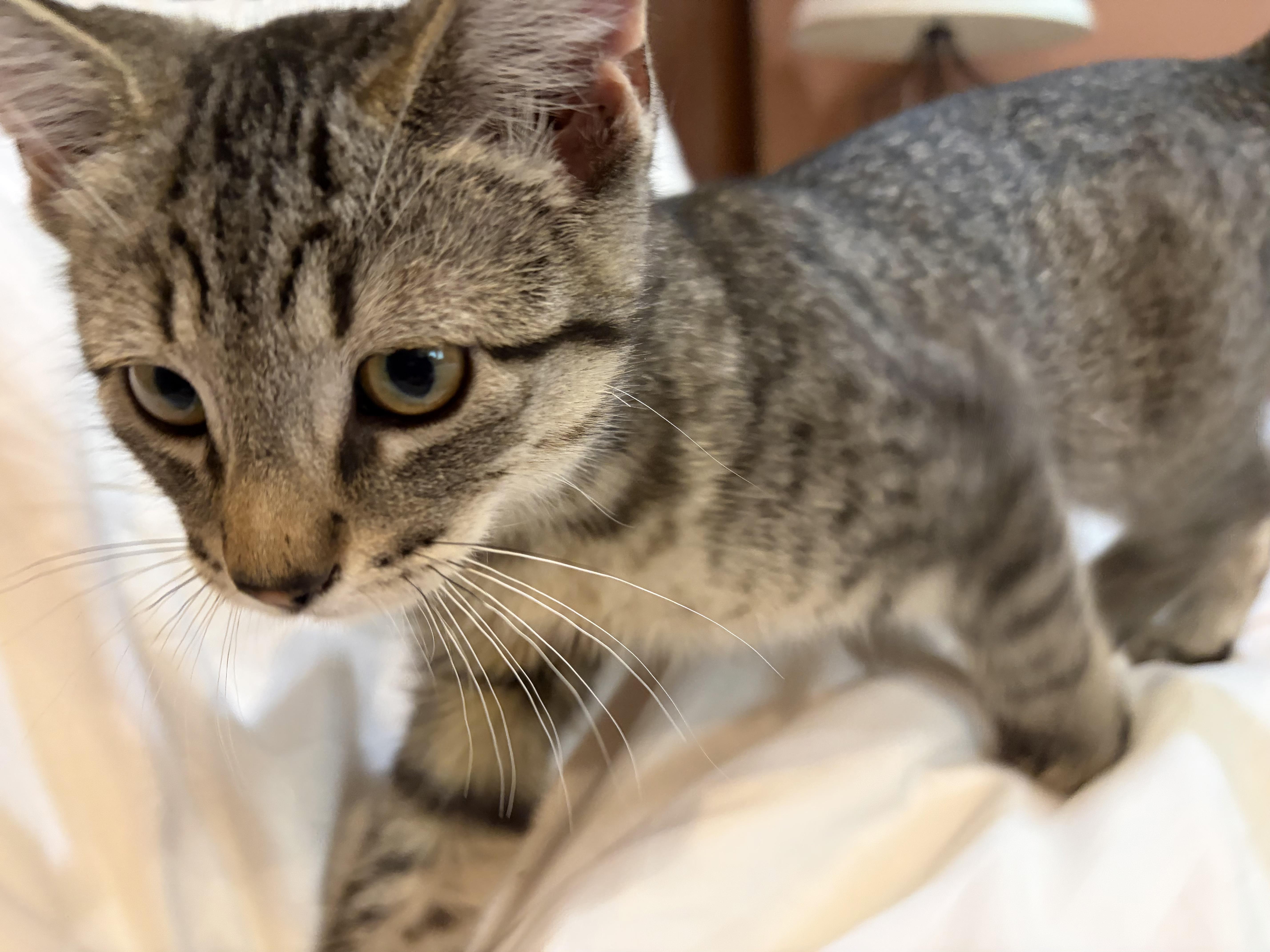 Enlarge San Juan - Road Warriors, a Adoptable Domestic Short Hair in Portland, OR image 4/4
