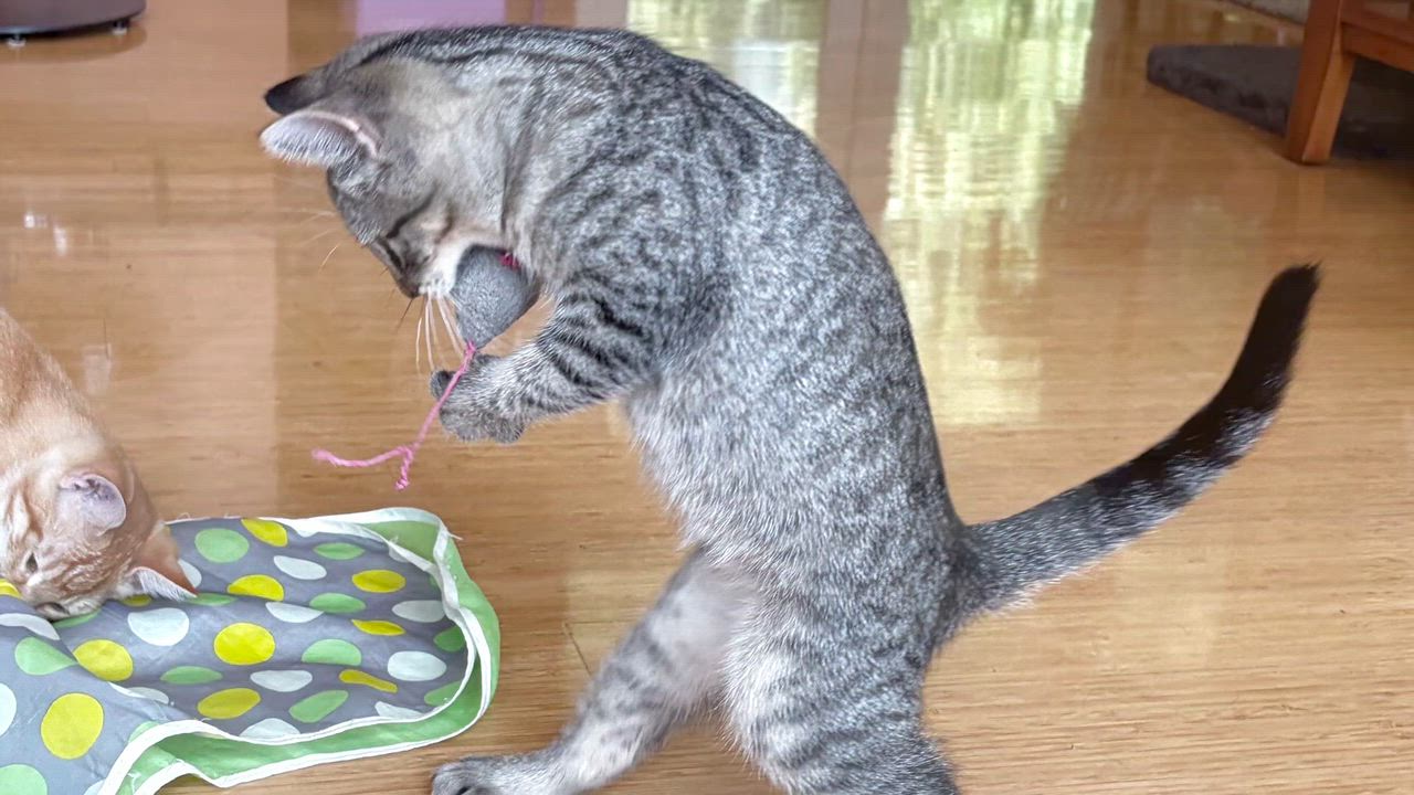 Enlarge San Juan - Road Warriors, a Adoptable Domestic Short Hair in Portland, OR video 2/4