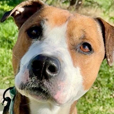 Hank, Adoptable, Adult Male Mixed Breed.