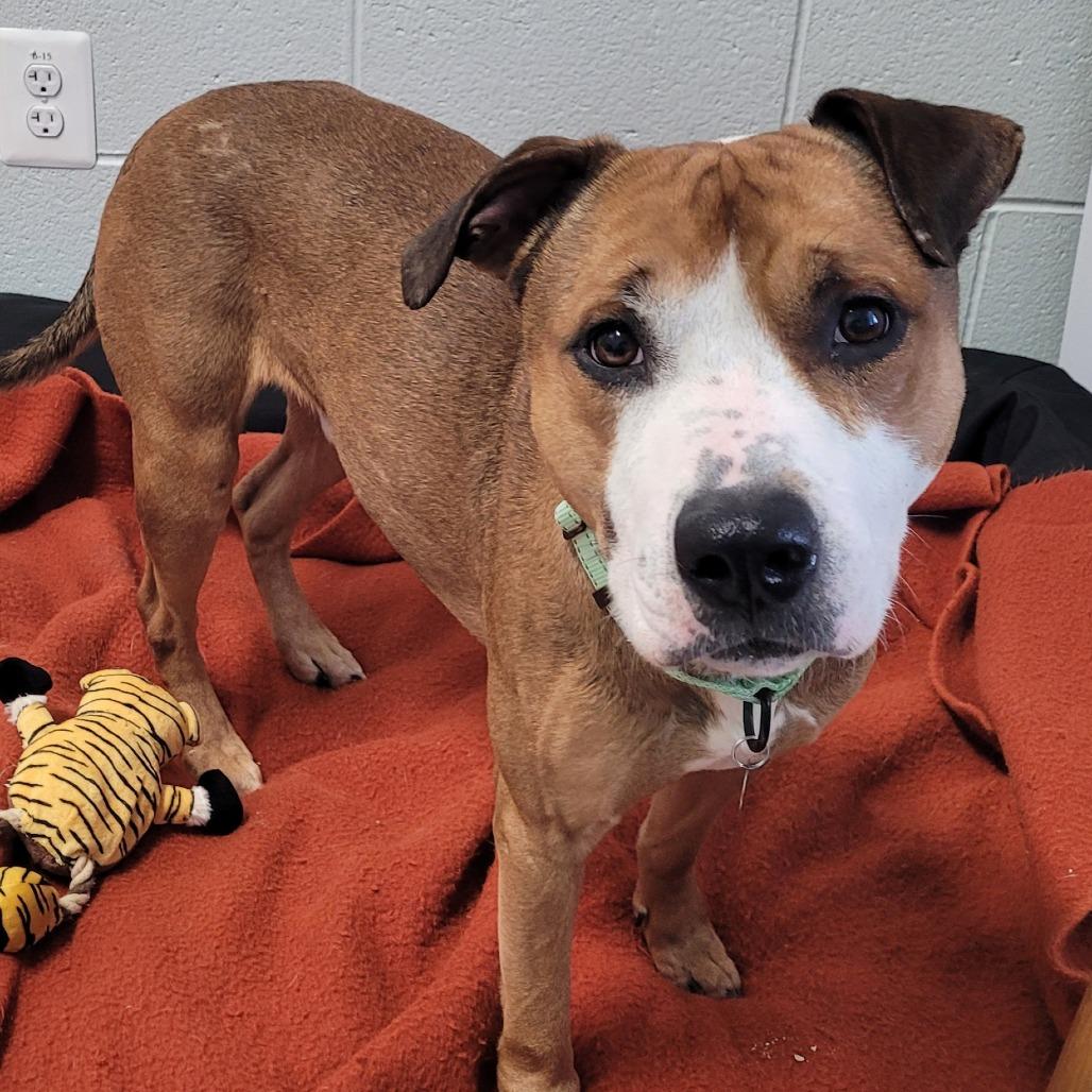 Enlarge Hank, a Adoptable Mixed Breed in Marshall, VA image 2/6