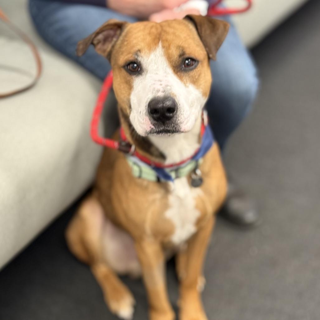 Enlarge Hank, a Adoptable Mixed Breed in Marshall, VA image 3/6