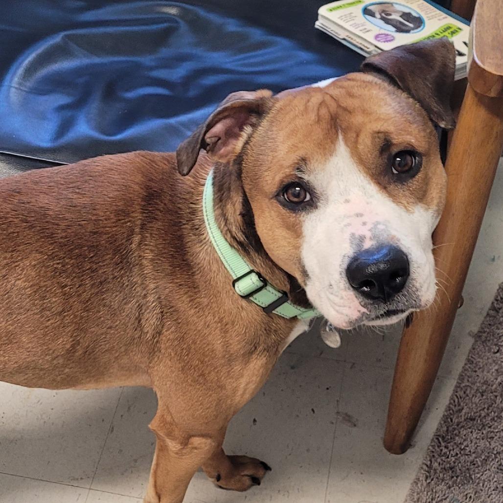 Enlarge Hank, a Adoptable Mixed Breed in Marshall, VA image 4/6