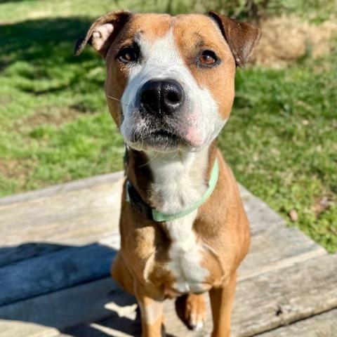 Enlarge Hank, a Adoptable Mixed Breed in Marshall, VA image 5/6