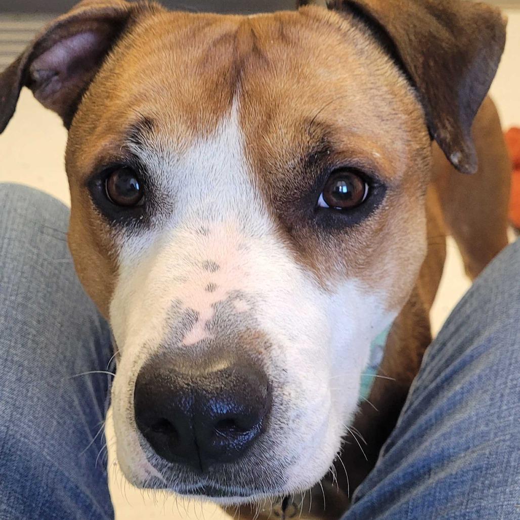 Enlarge Hank, a Adoptable Mixed Breed in Marshall, VA image 6/6