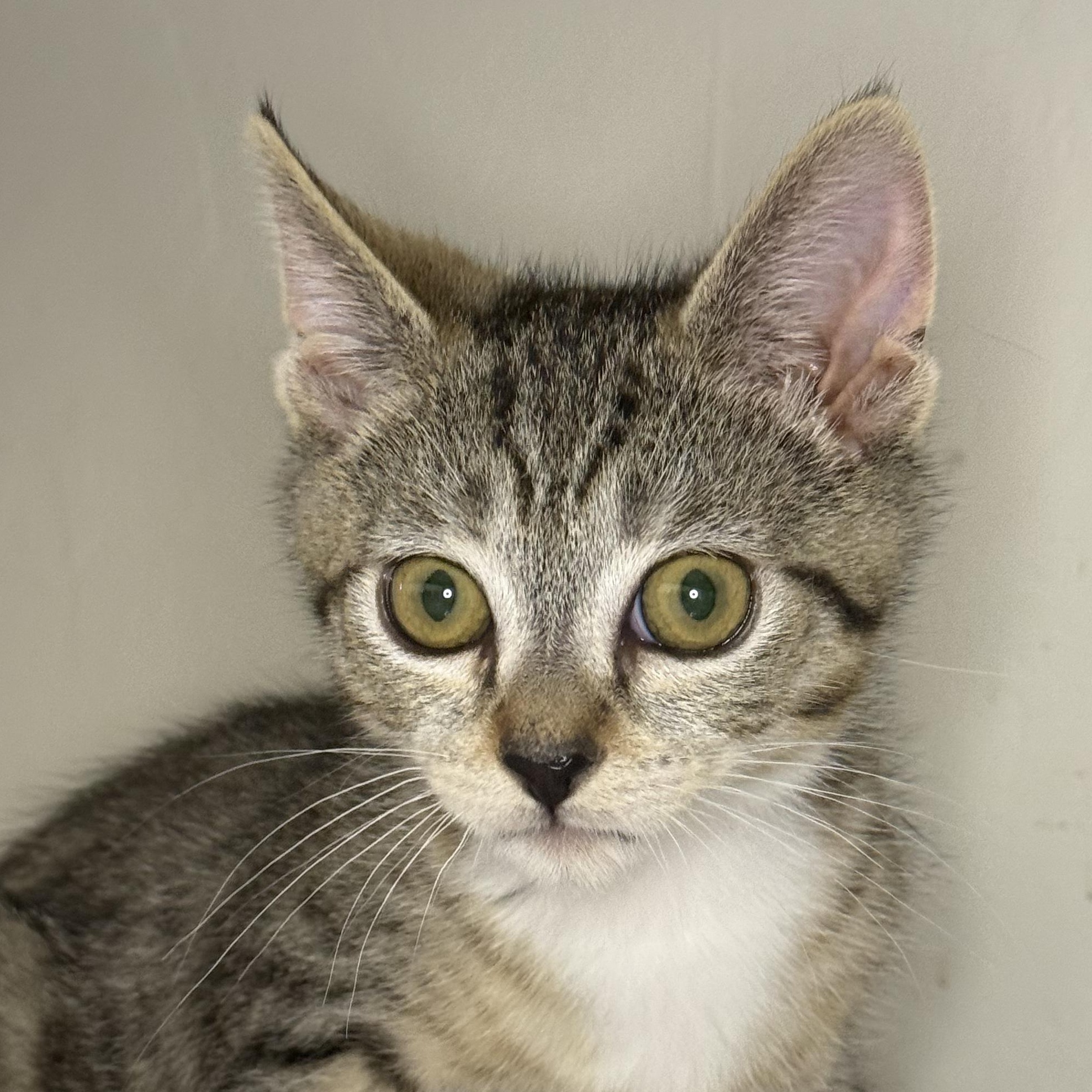Shasta, adopted, Kitten Male Domestic Short Hair.