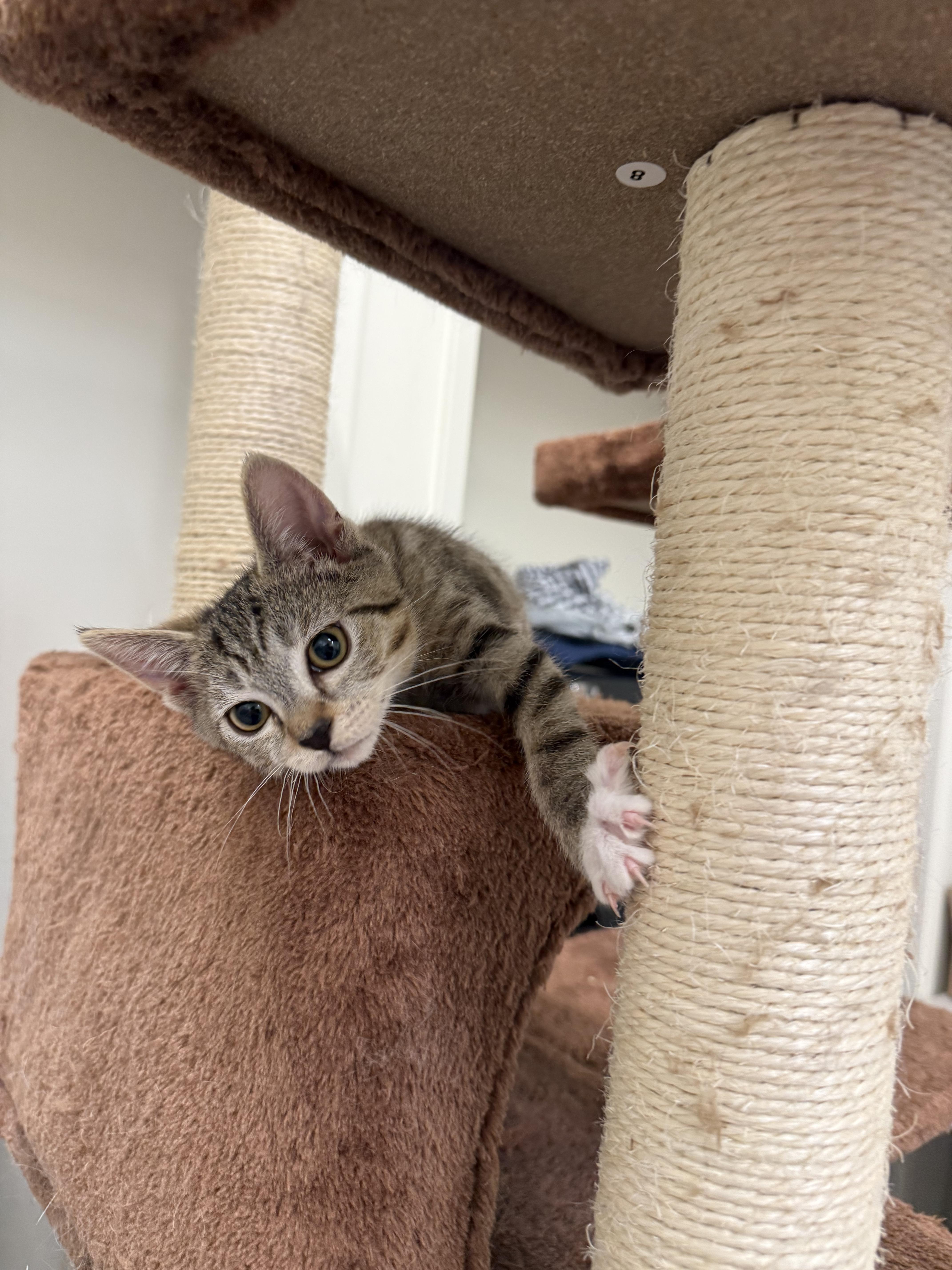 Enlarge Shasta, an adopted Domestic Short Hair in Santa Monica, CA image 2/3