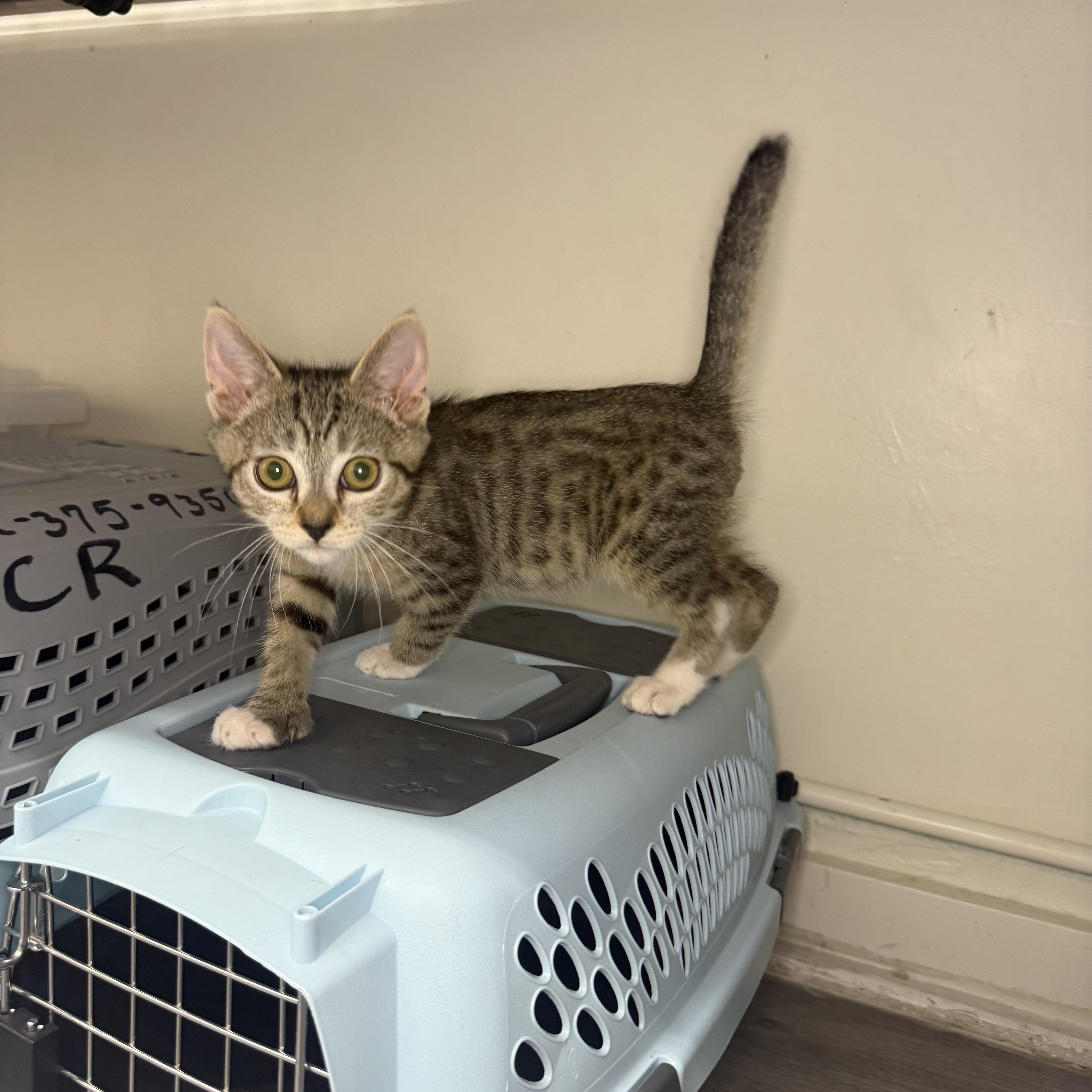 Enlarge Shasta, an adopted Domestic Short Hair in Santa Monica, CA image 3/3