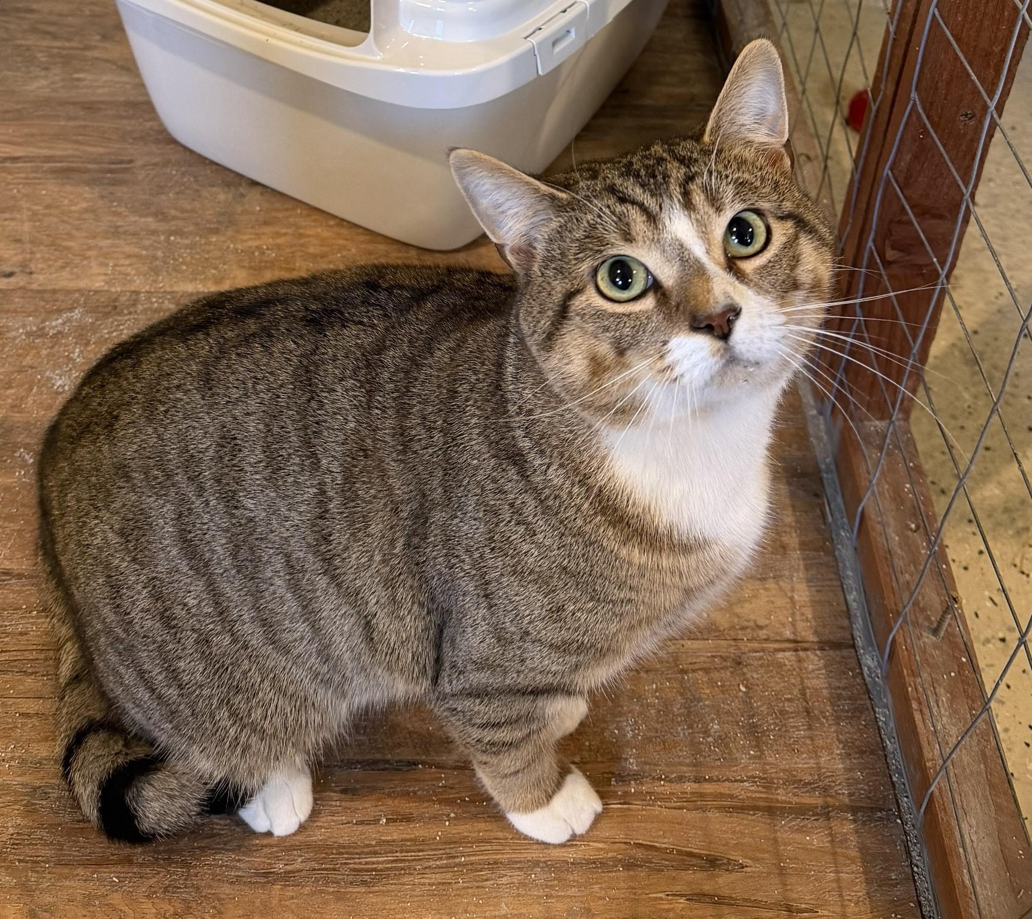 Enlarge Oliver, a ADOPTABLE Domestic Short Hair in Franklinville, NJ image 2/3