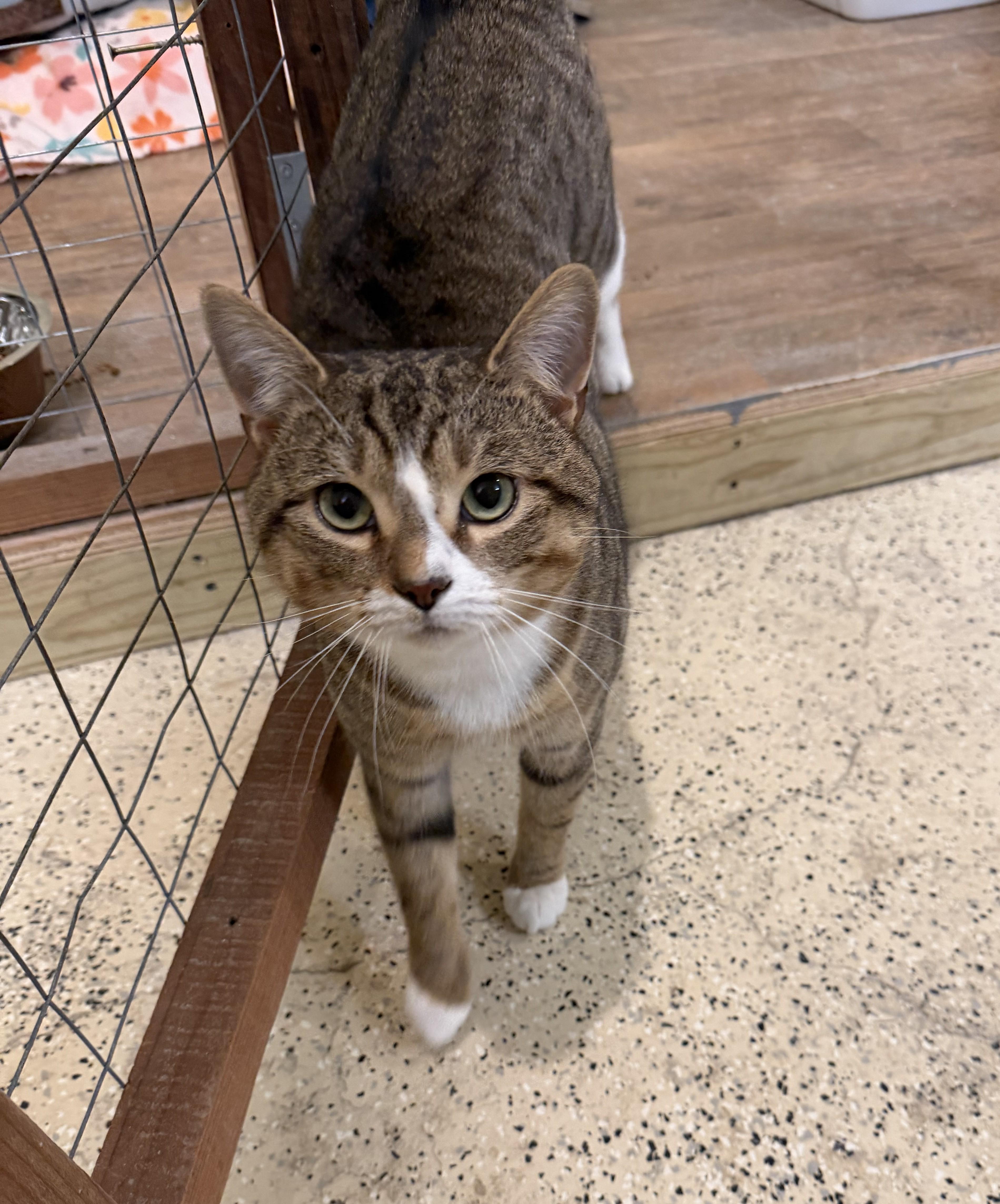 Oliver, ADOPTABLE, Adult Male Domestic Short Hair.