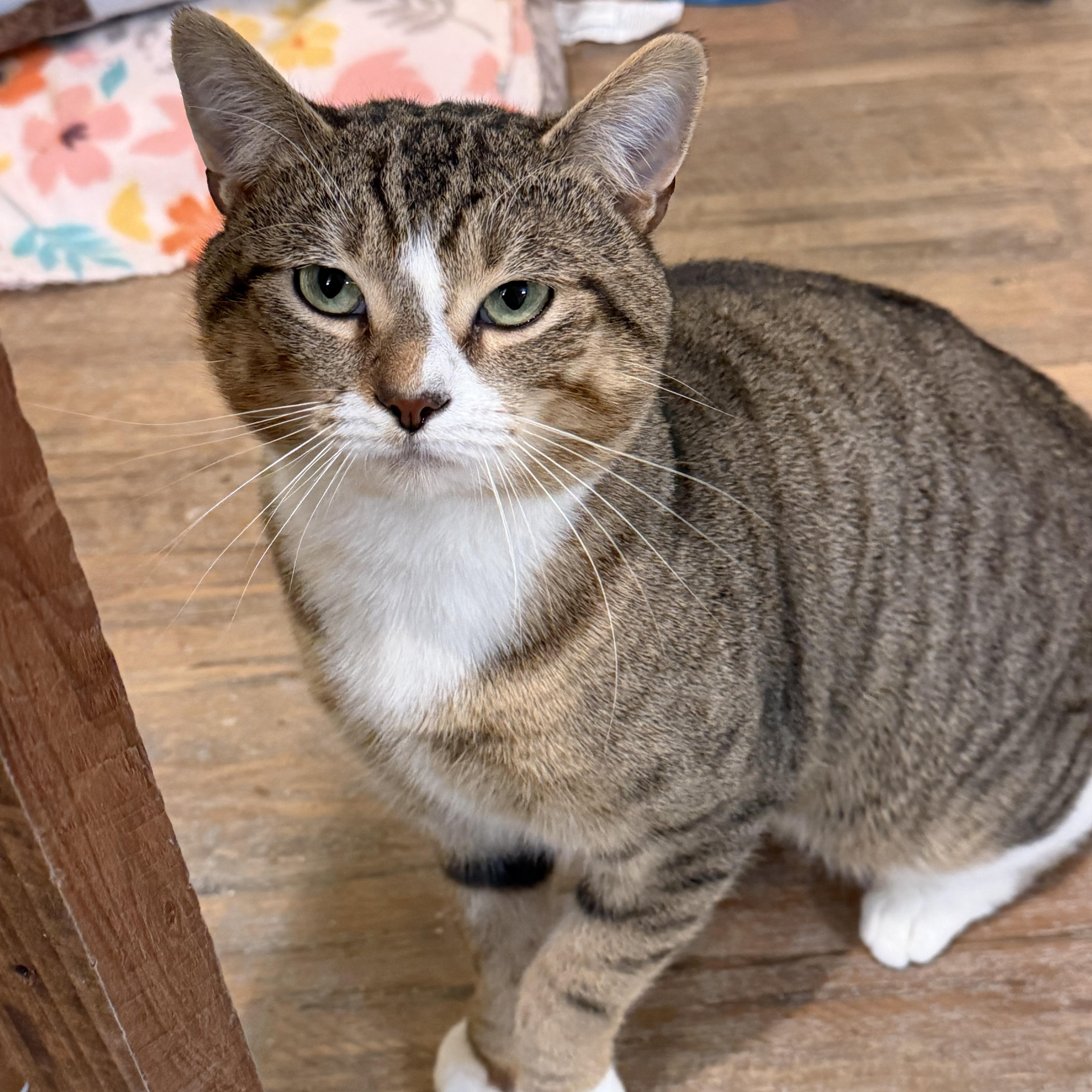 Enlarge Oliver, a ADOPTABLE Domestic Short Hair in Franklinville, NJ image 3/3