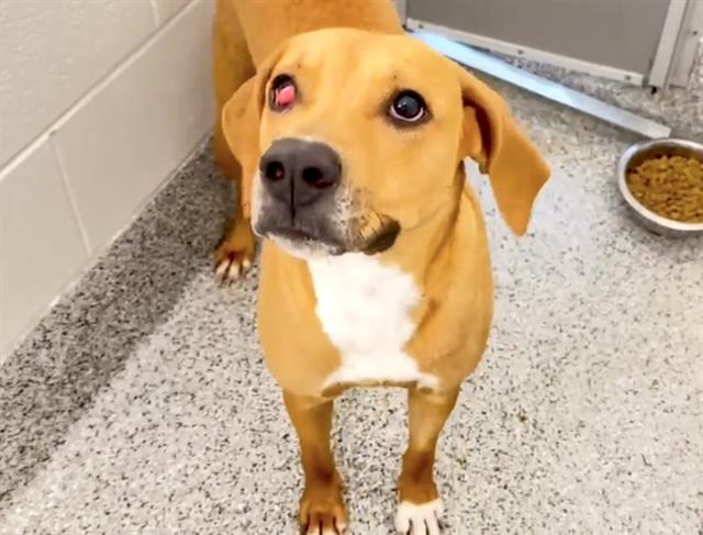 Enlarge GINGER, a Adoptable mixed breed in Houston, TX image 1/1