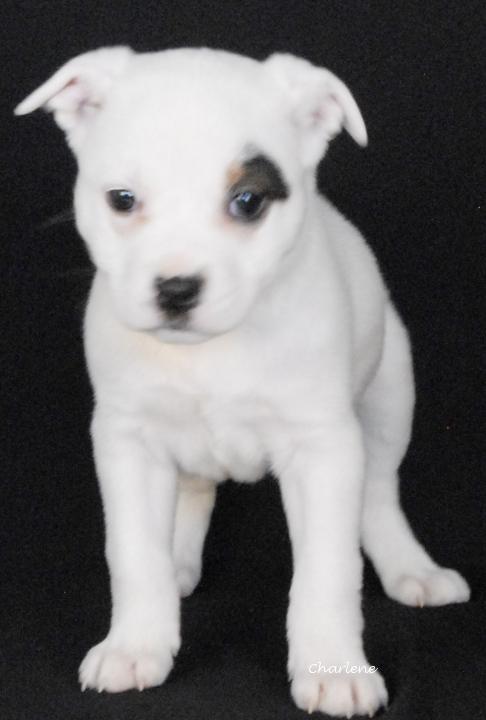 Dorothy, Adoptable, Puppy Female Terrier & Beagle.