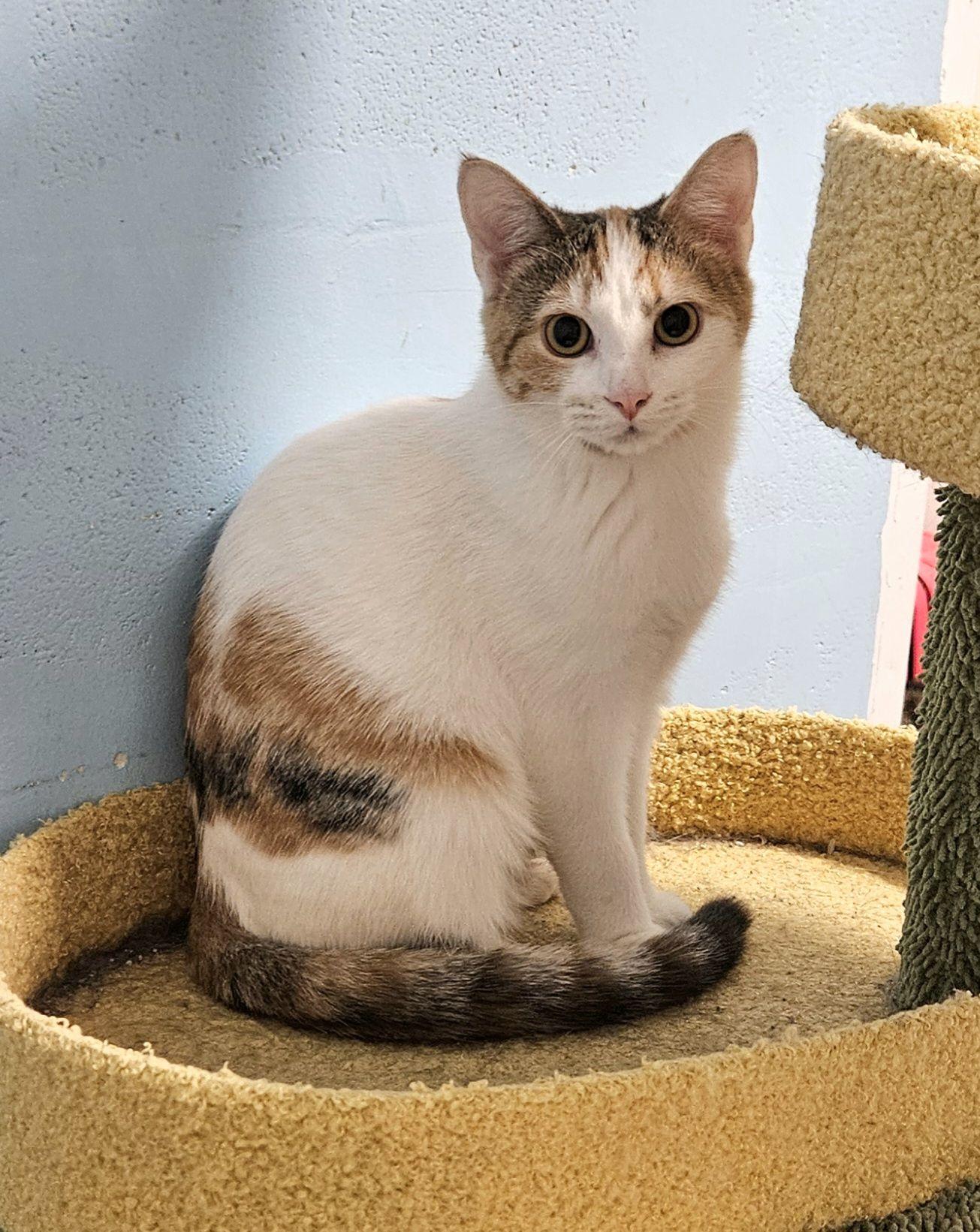 Alice in Wonderland, Adopted, Young Female Domestic Short Hair.