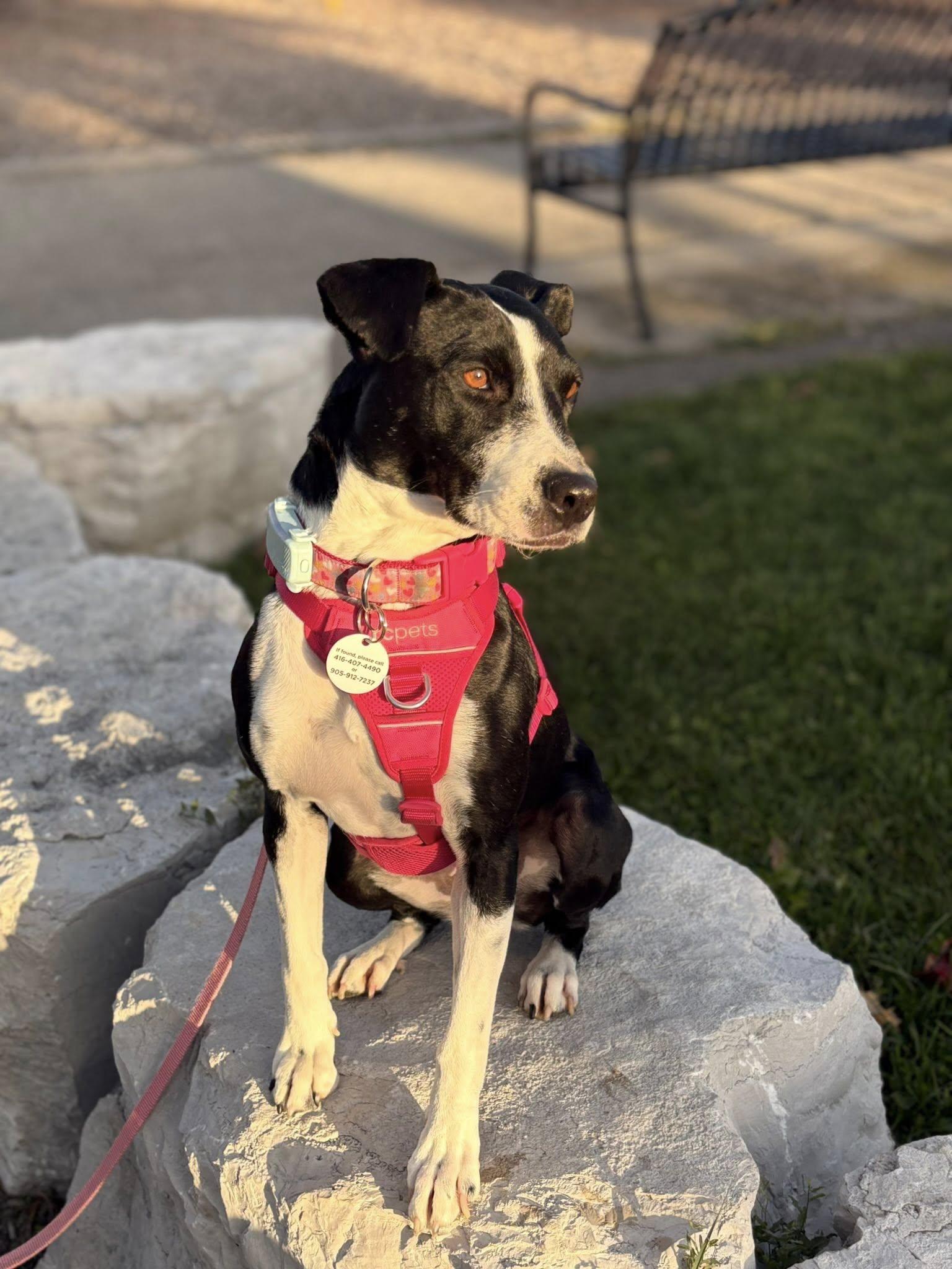 Dixi, a Adoptable Mixed Breed in Oshawa, ON image 1/5