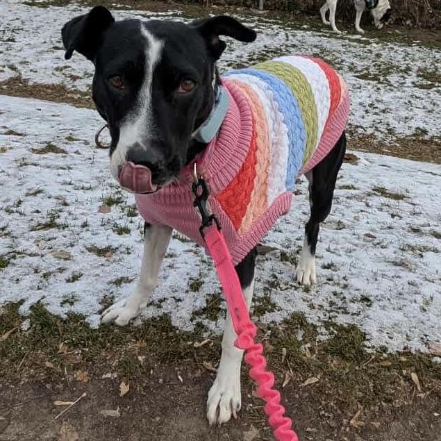 Dixi, a Adoptable Mixed Breed in Oshawa, ON image 3/5