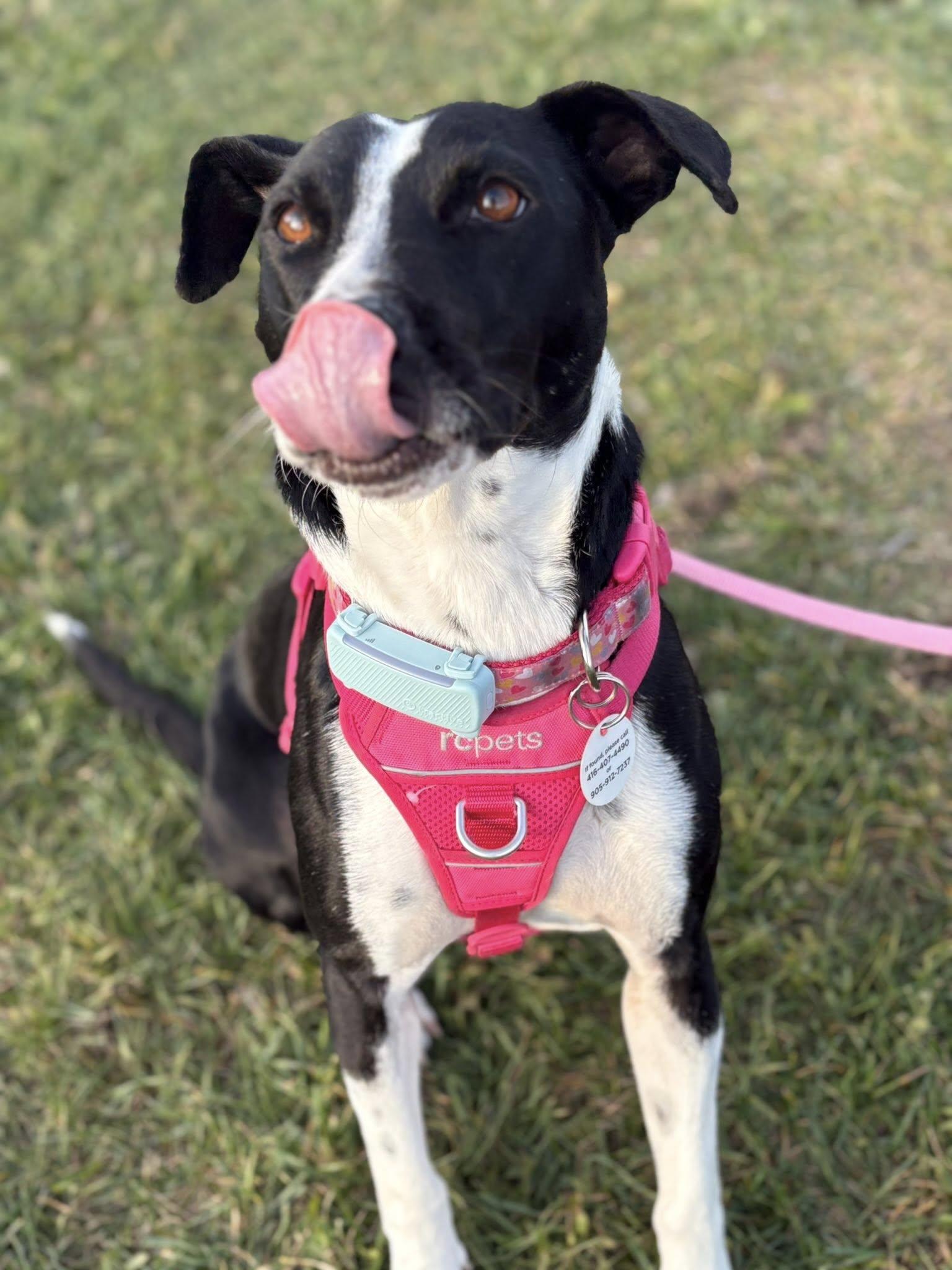 Dixi, a Adoptable Mixed Breed in Oshawa, ON image 5/5