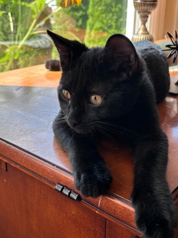 Sora, Adoptable, Young Male Domestic Short Hair.