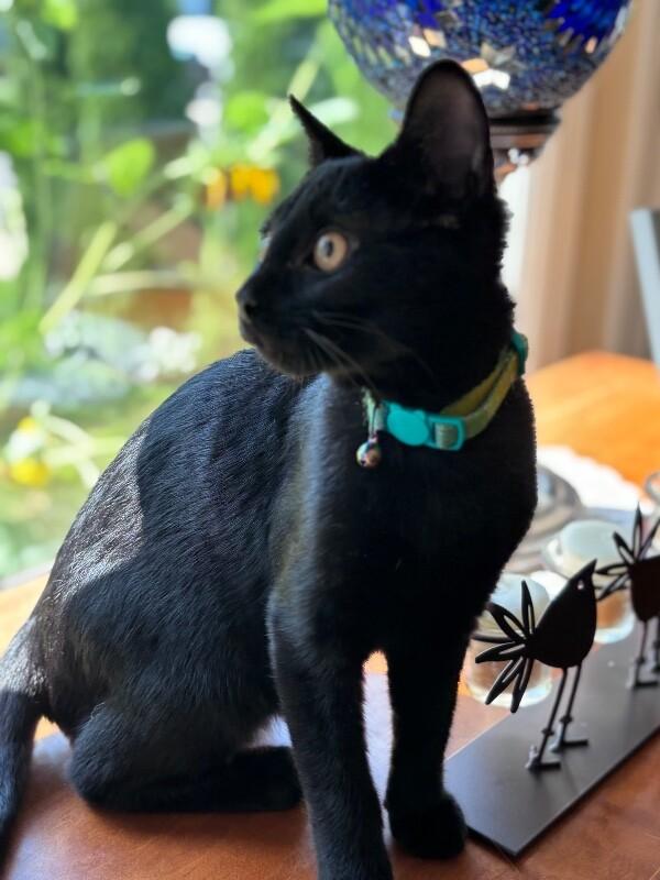 Enlarge Sora, a Adoptable Domestic Short Hair in North Babylon, NY image 2/4