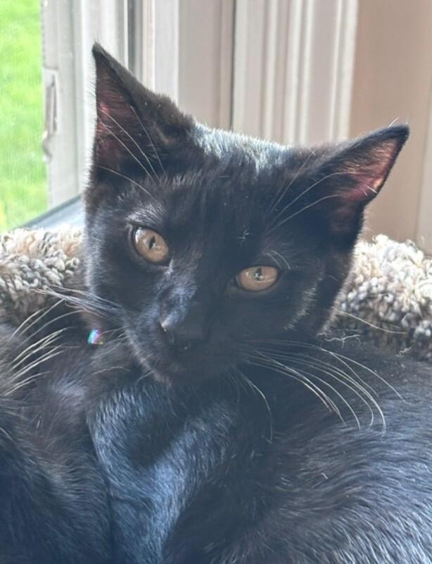Enlarge Sora, a Adoptable Domestic Short Hair in North Babylon, NY image 3/4