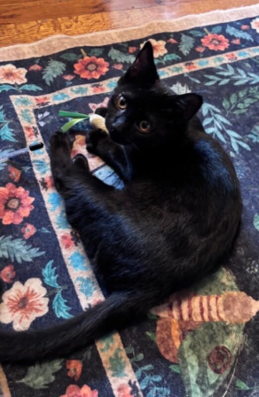 Enlarge Sora, a Adoptable Domestic Short Hair in North Babylon, NY image 4/4