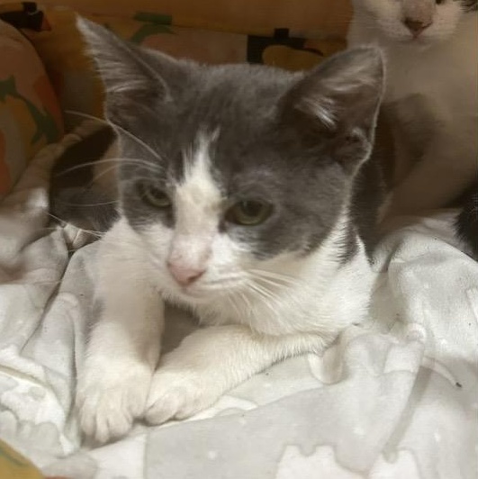 Enlarge Prudence, an adopted mixed breed in Santa Rosa, CA image 1/1