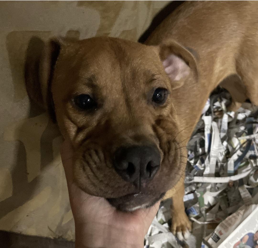 Max, an adoptable Boxer in Billings, MT, 59101 | Photo Image 4