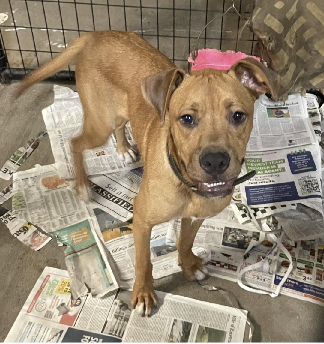 Max, an adoptable Boxer in Billings, MT, 59101 | Photo Image 1