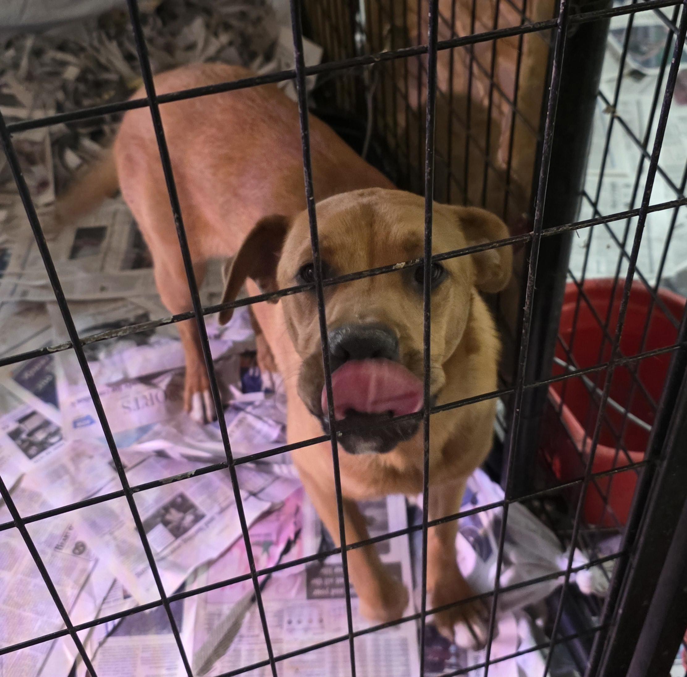 Max, Young Male Boxer