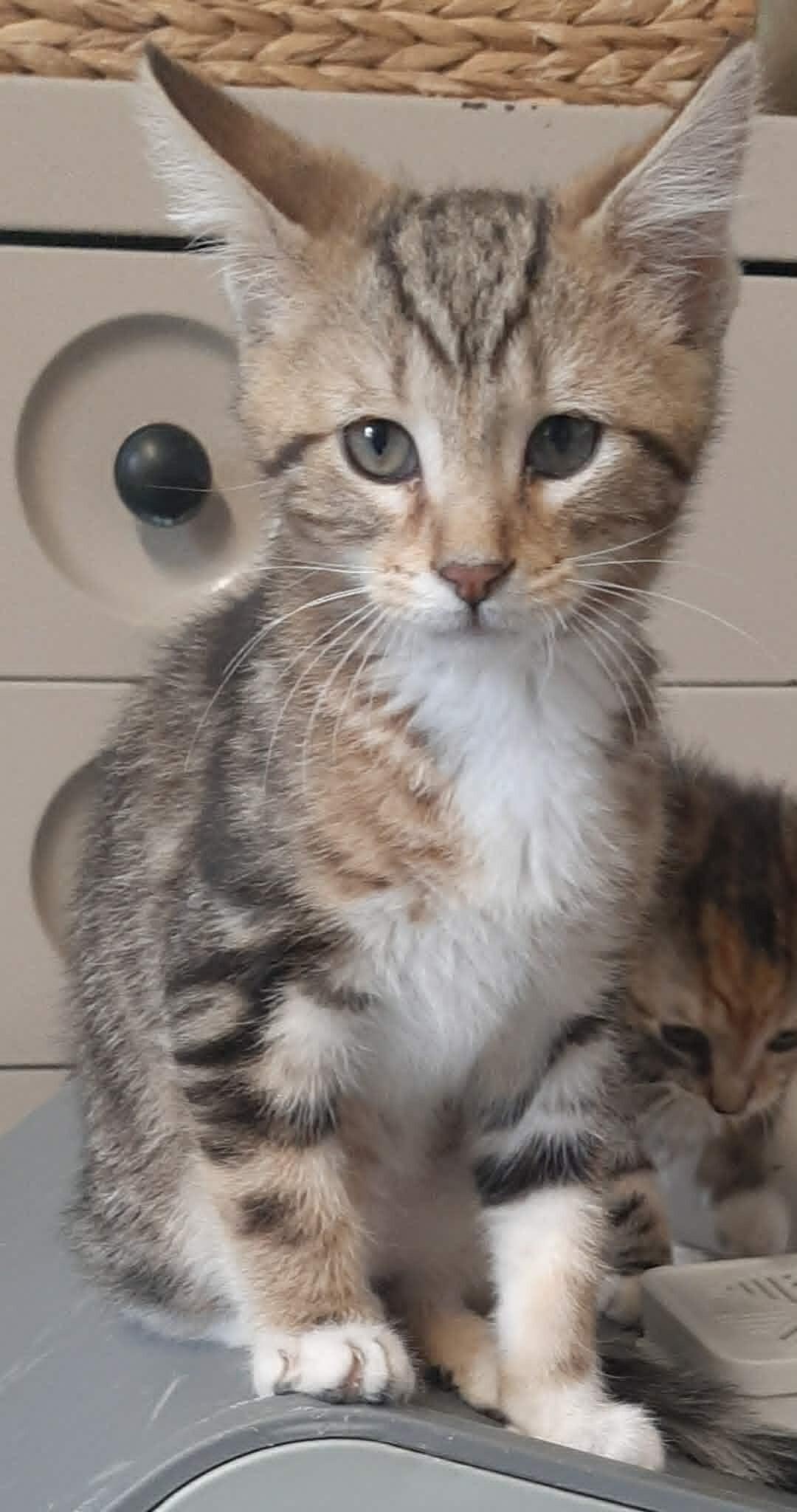 Gantu, Adoptable, Kitten Male Domestic Short Hair.