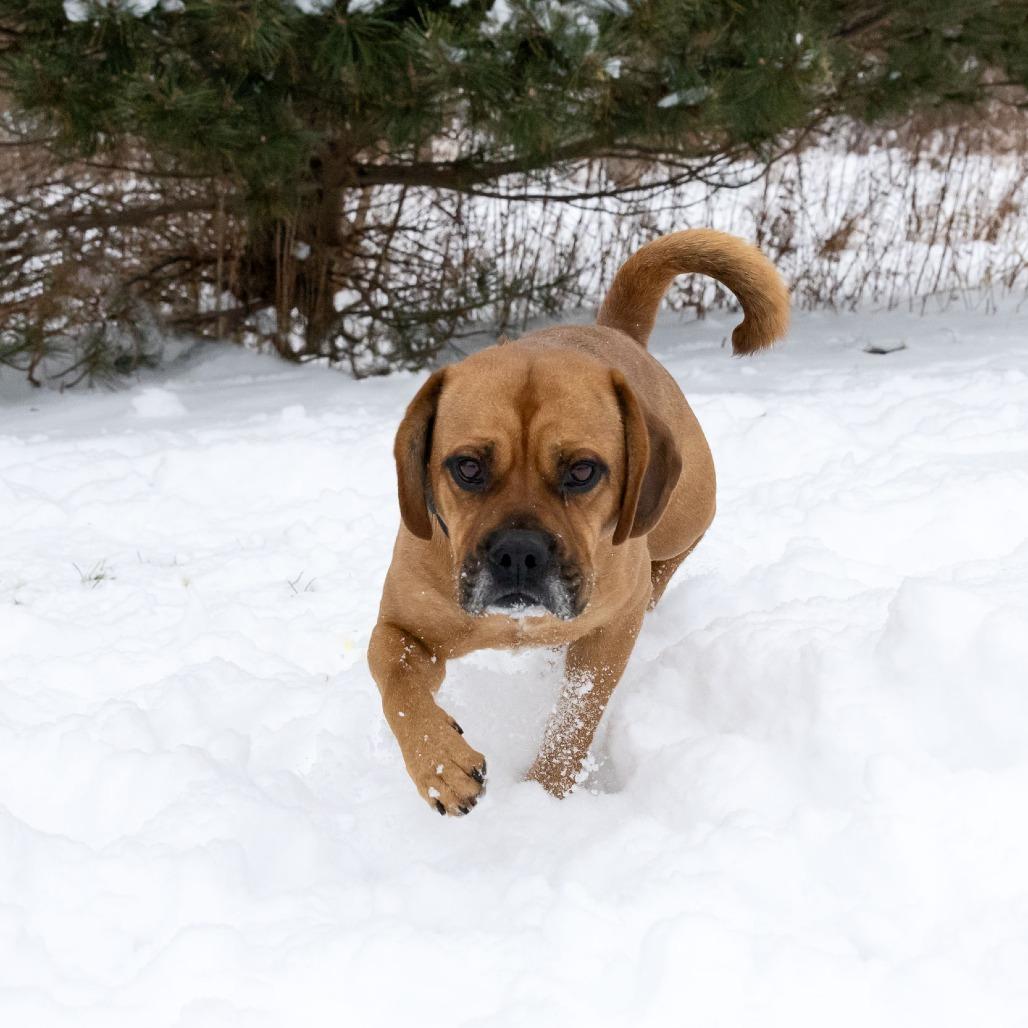 Bennie, Adoptable, Adult Male Boxer & Mixed Breed.