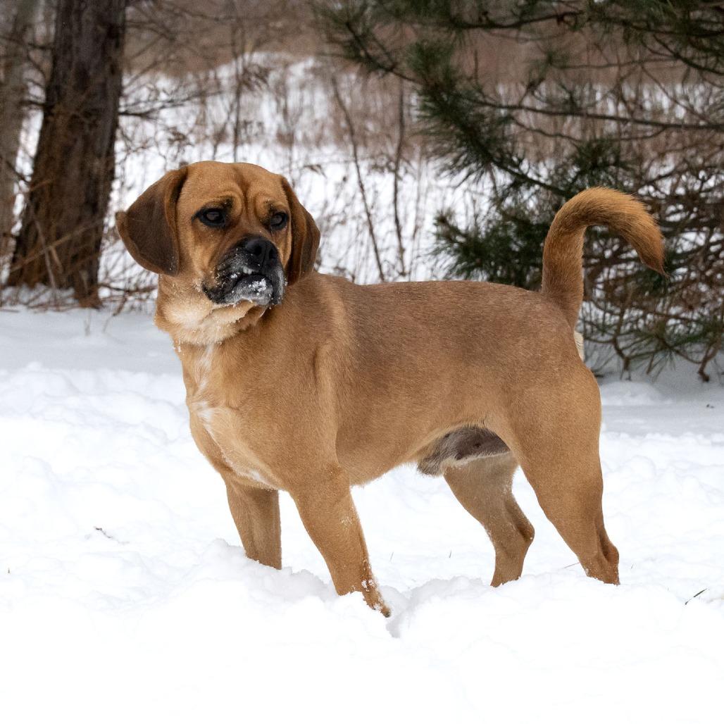 Enlarge Bennie, a Adoptable mixed breed in Erie, PA image 2/6