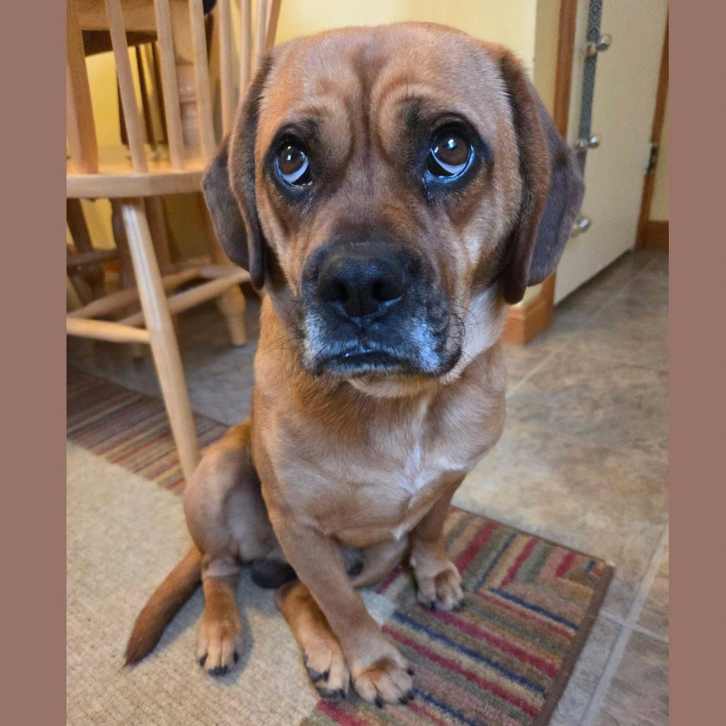 Enlarge Bennie, a Adoptable mixed breed in Erie, PA image 3/6