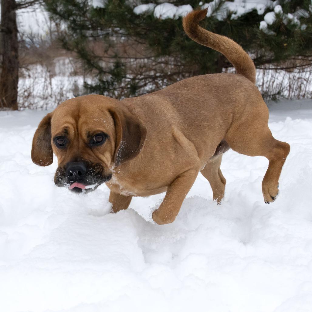 Enlarge Bennie, a Adoptable mixed breed in Erie, PA image 5/6