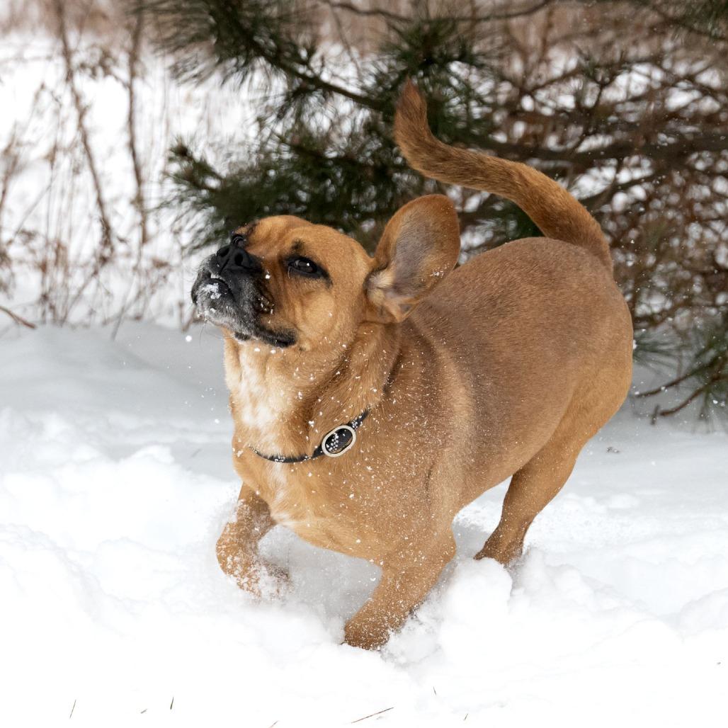 Enlarge Bennie, a Adoptable mixed breed in Erie, PA image 6/6