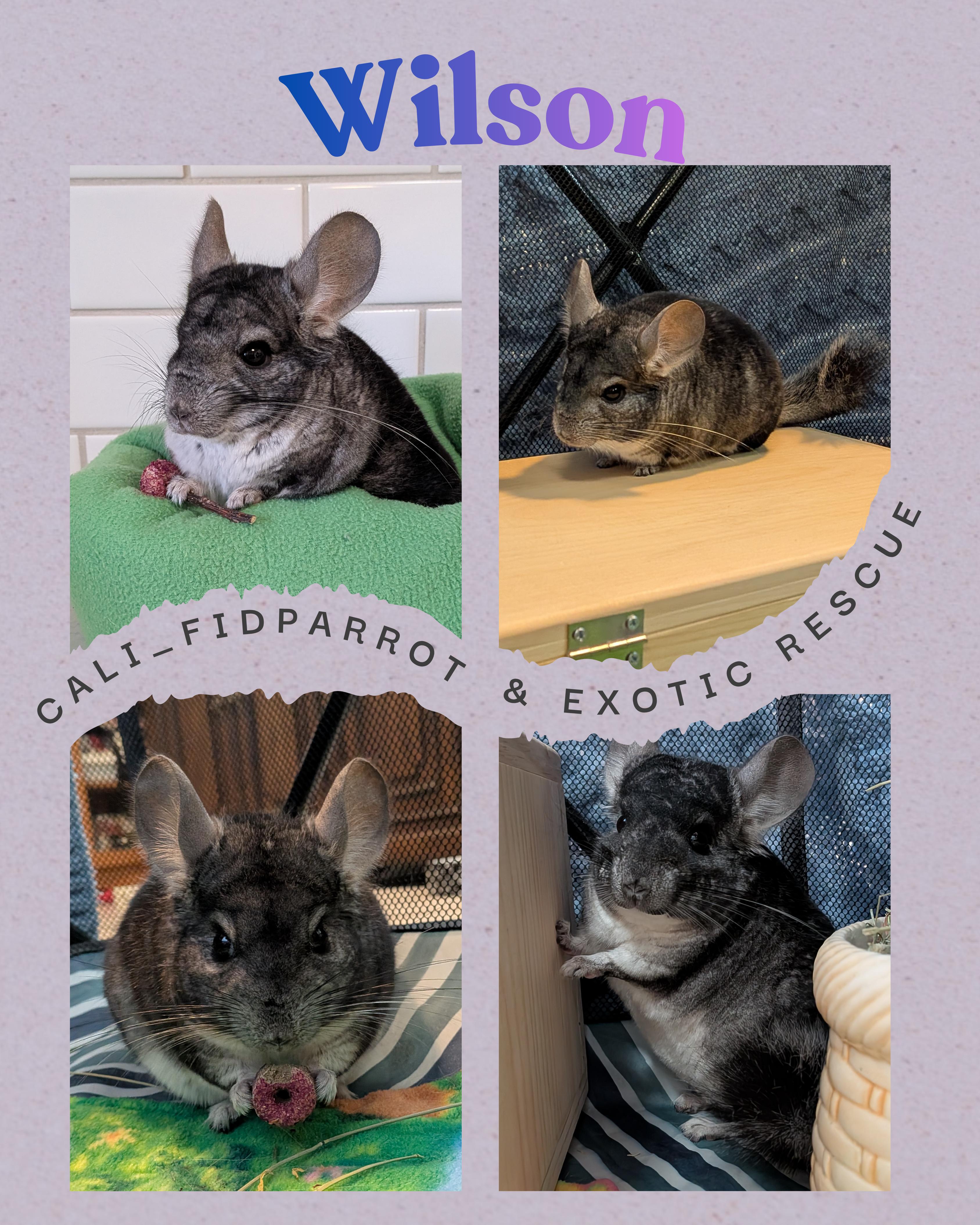Wilson, a Adoptable Chinchilla in Modesto, CA image 1/2