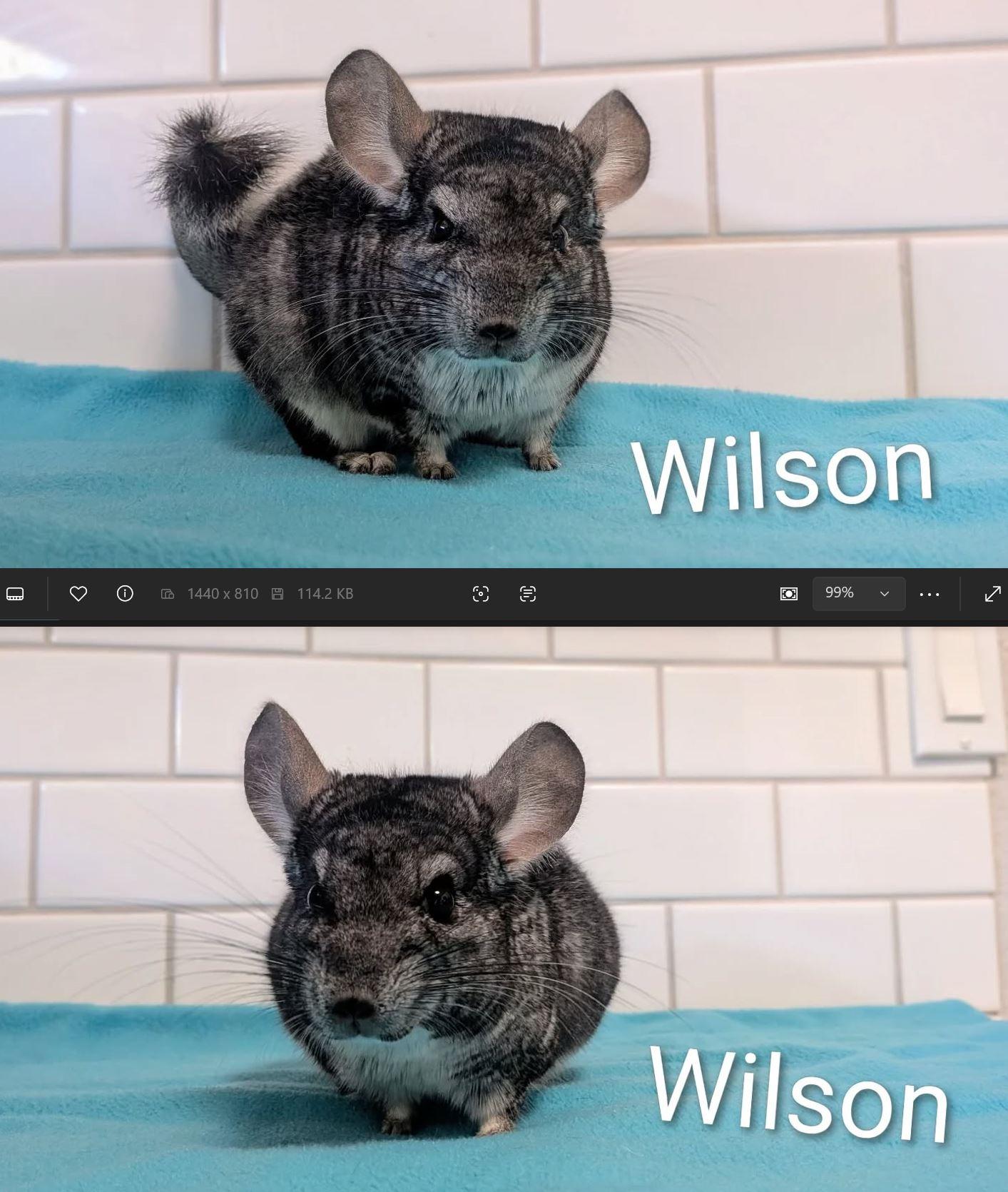 Wilson, a Adoptable Chinchilla in Modesto, CA image 2/2
