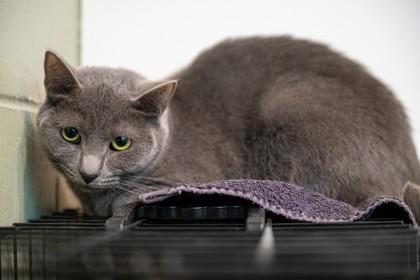 Stuffing, Adoptable, Kitten Female Domestic Short Hair & Domestic Short Hair.