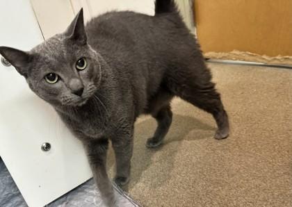 Enlarge Stuffing, a Adoptable Domestic Short Hair in Palm Coast, FL image 1/3