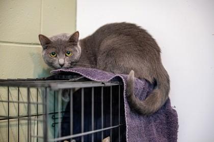 Enlarge Stuffing, a Adoptable Domestic Short Hair in Palm Coast, FL image 2/3